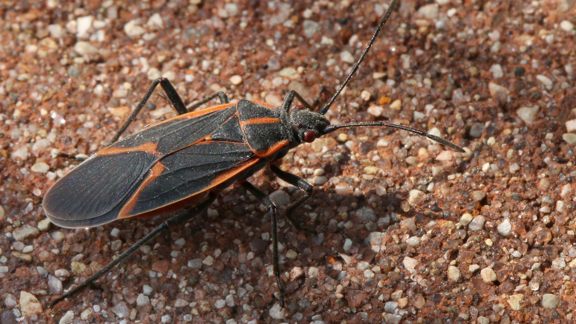 A boxelder bug