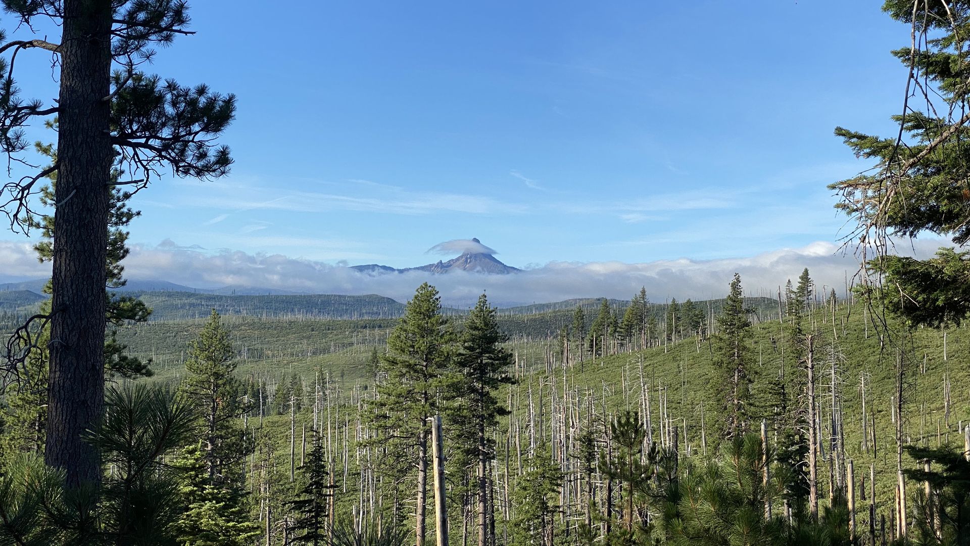 Clear blue sky over a pine forest valley. A tall trunk frames the left; branches frame the right. In the distance a cone-shaped mountain rises with wispy clouds, while stumps dot the valley floor.