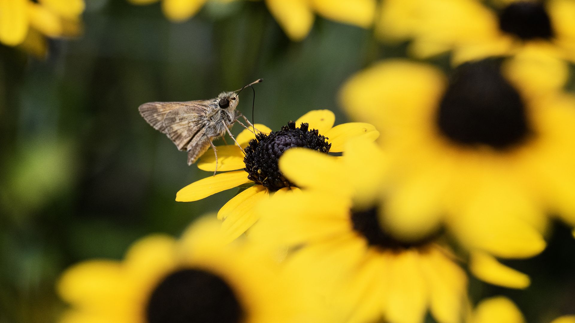 A small gray-brown butterfly sits on the black center of a bright yellow daisy, with vivid petals and a softly blurred green background.