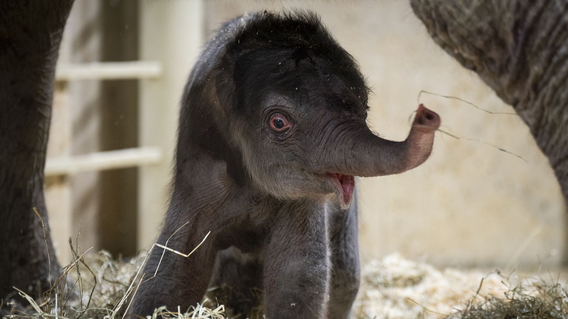 A close-up of a baby Asian elephant with its trunk outstretched and mouth open.