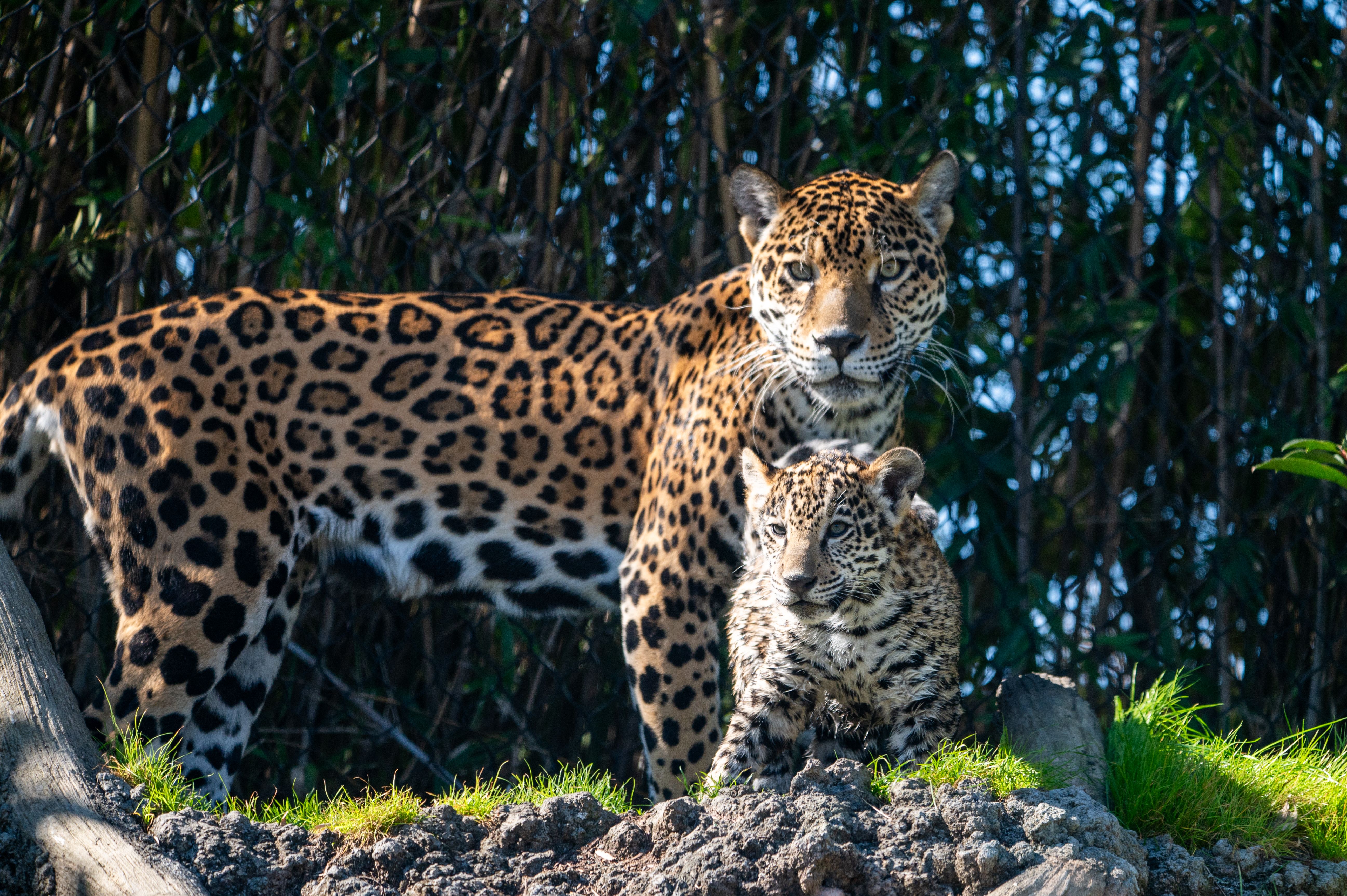 A jaguar and her offspring at the Houston Zoo