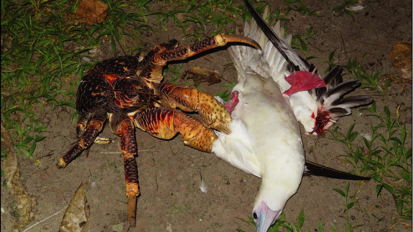 Coconut crabs also eat birds