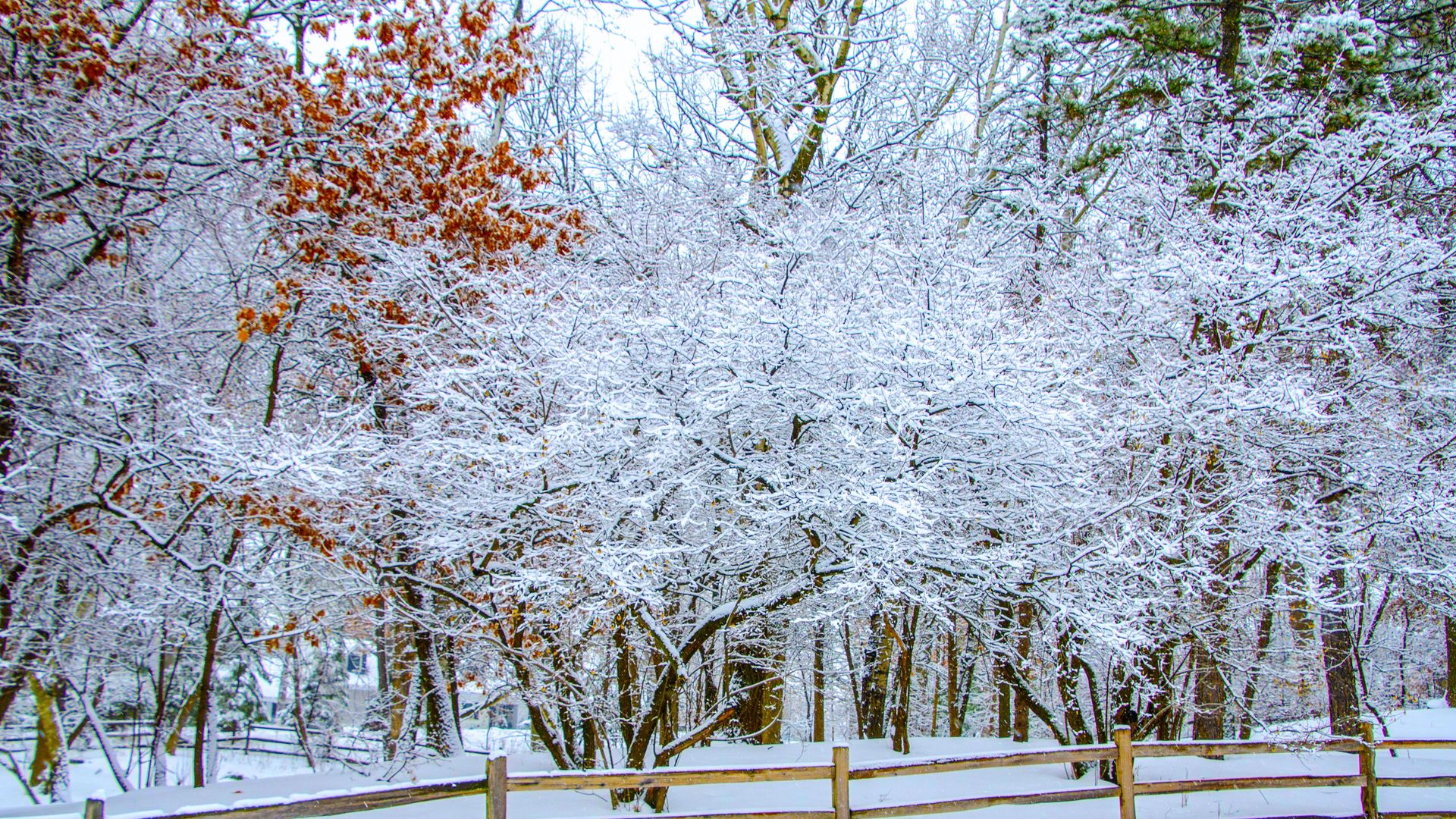 snow covered trees and fence