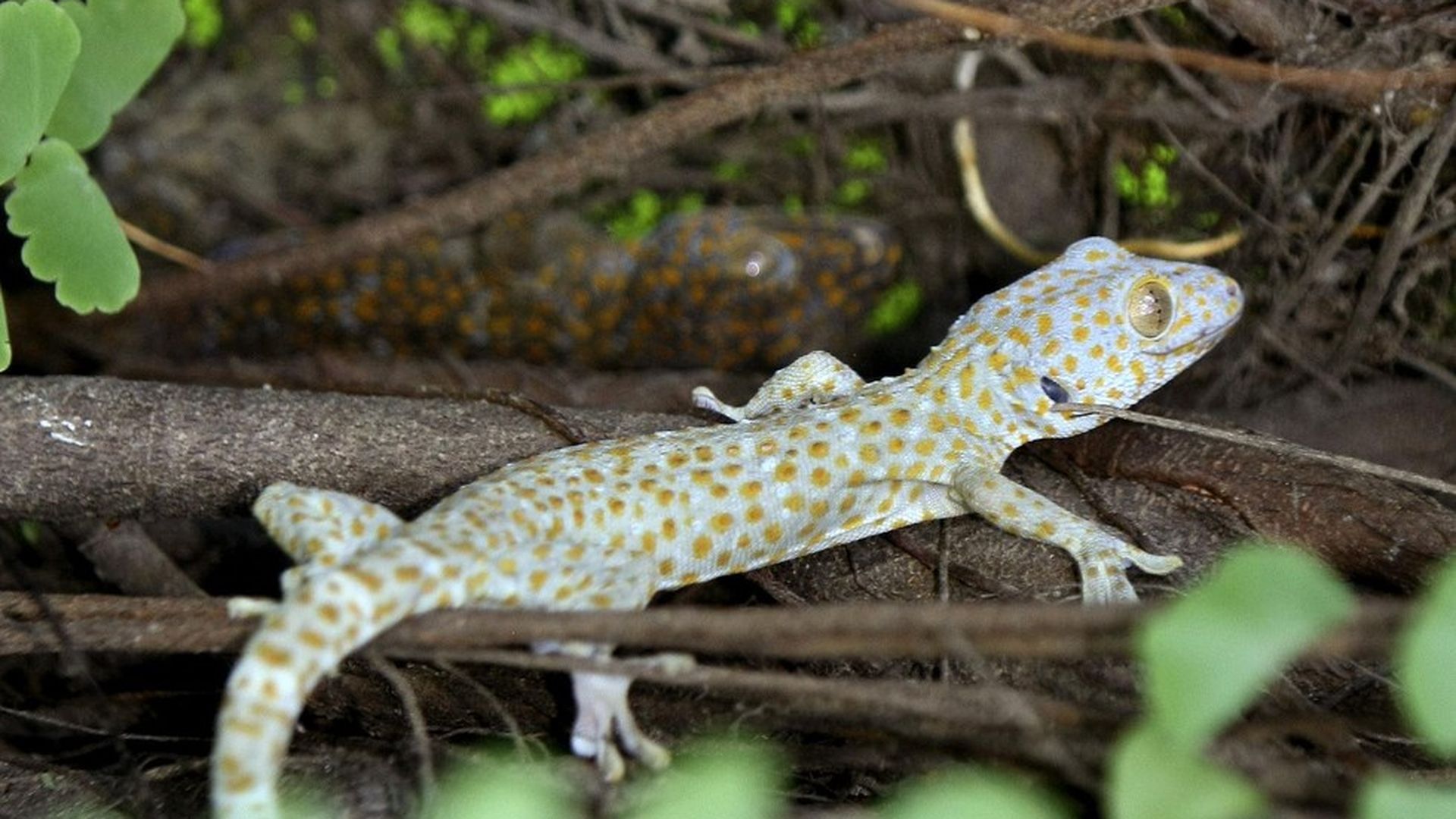 Robot that mimics gecko could pick up space trash