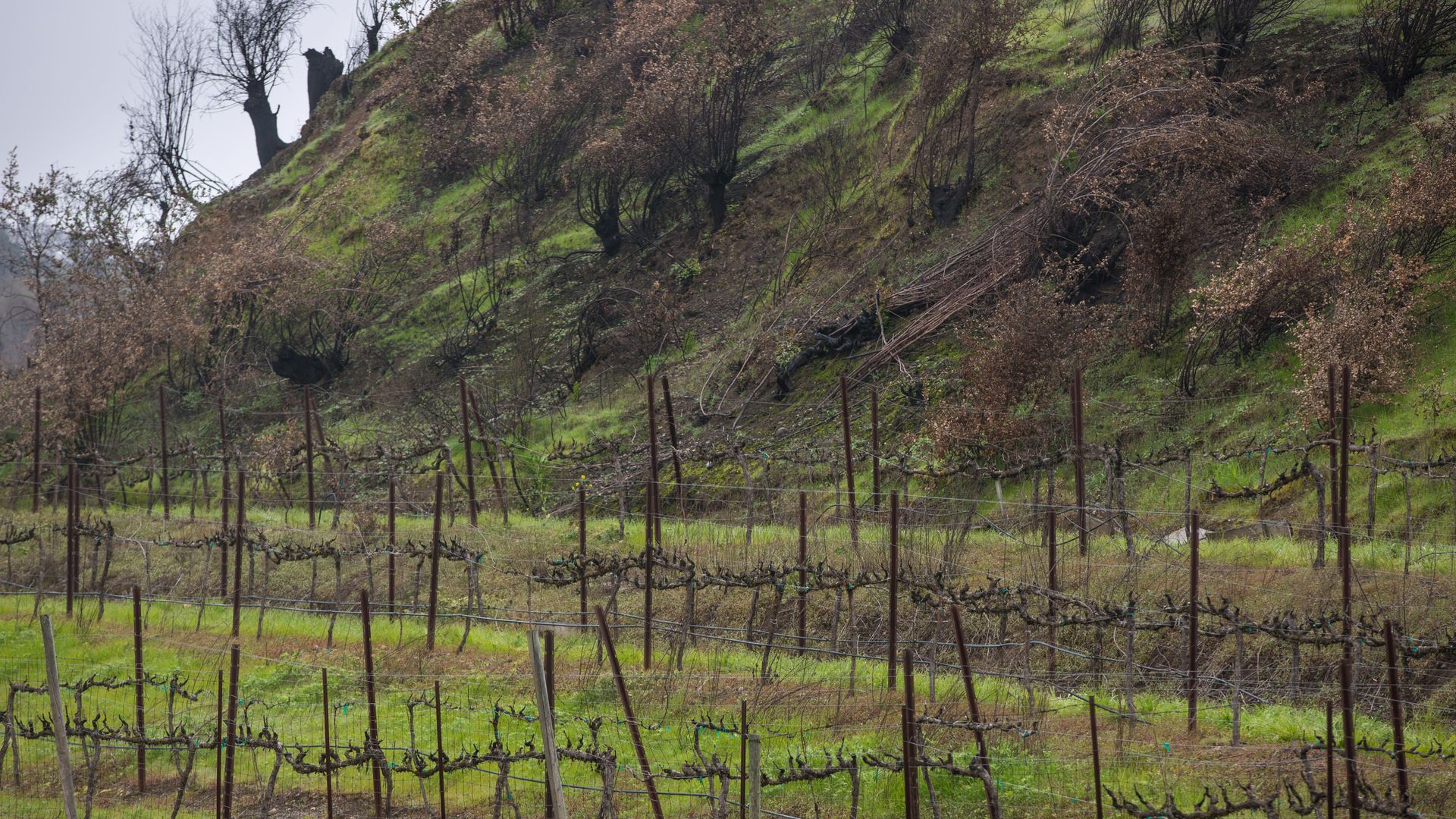 Grapevines along Old Redwood Highway burned in the October 9 Tubbs Fire