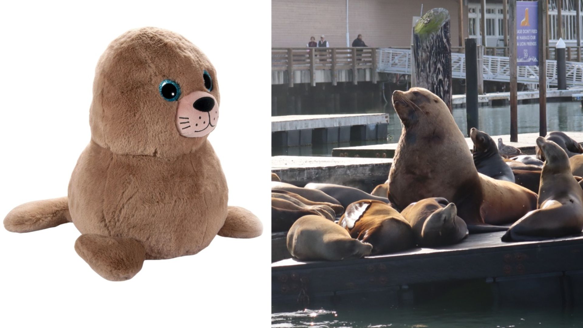 Left: a brown plush seal with blue eyes. Right: a group of real seals lounging on a dock by the water, with a pier and people in the background.
