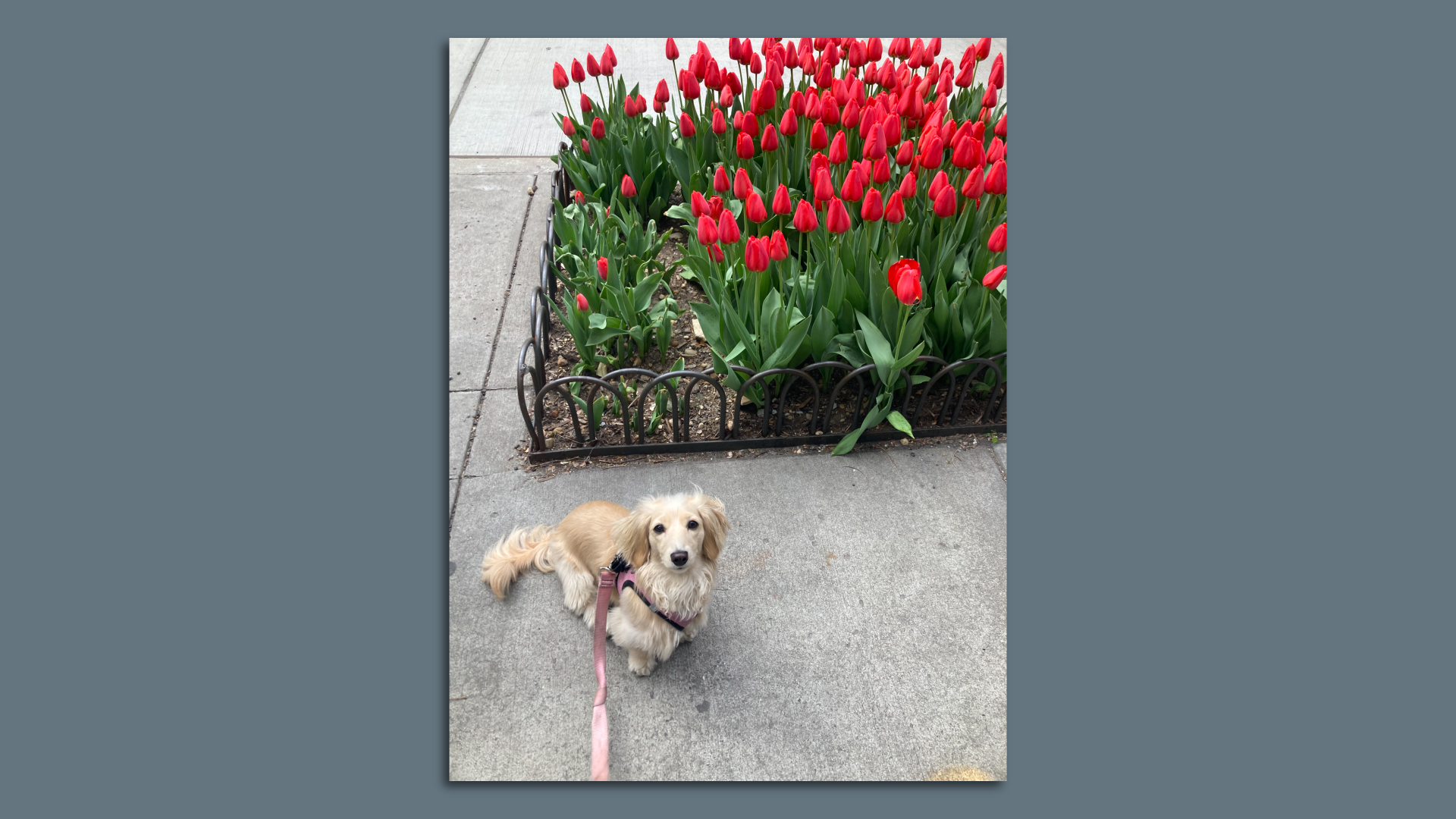 A cream dachshund named Honey.