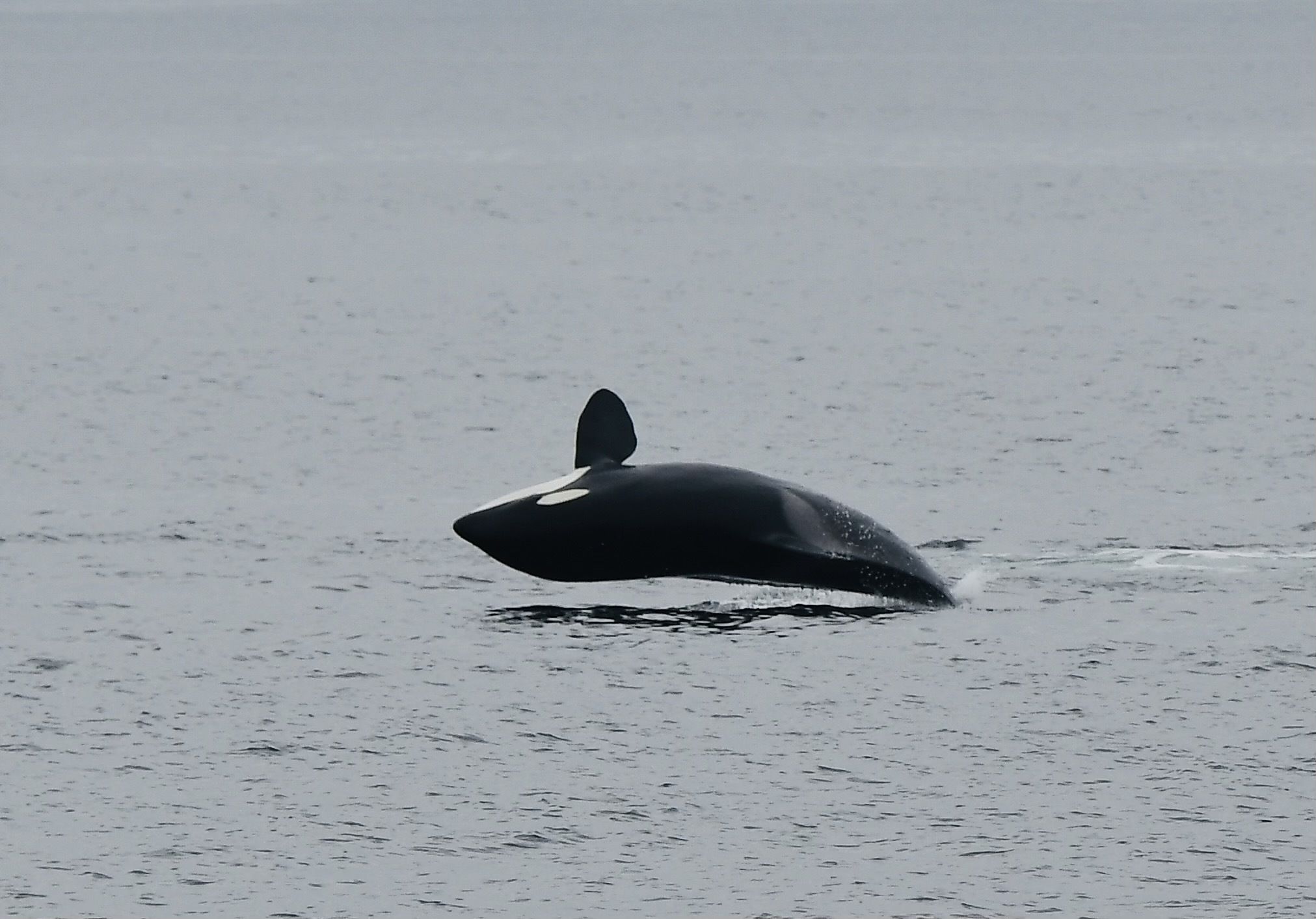 images of killer whale