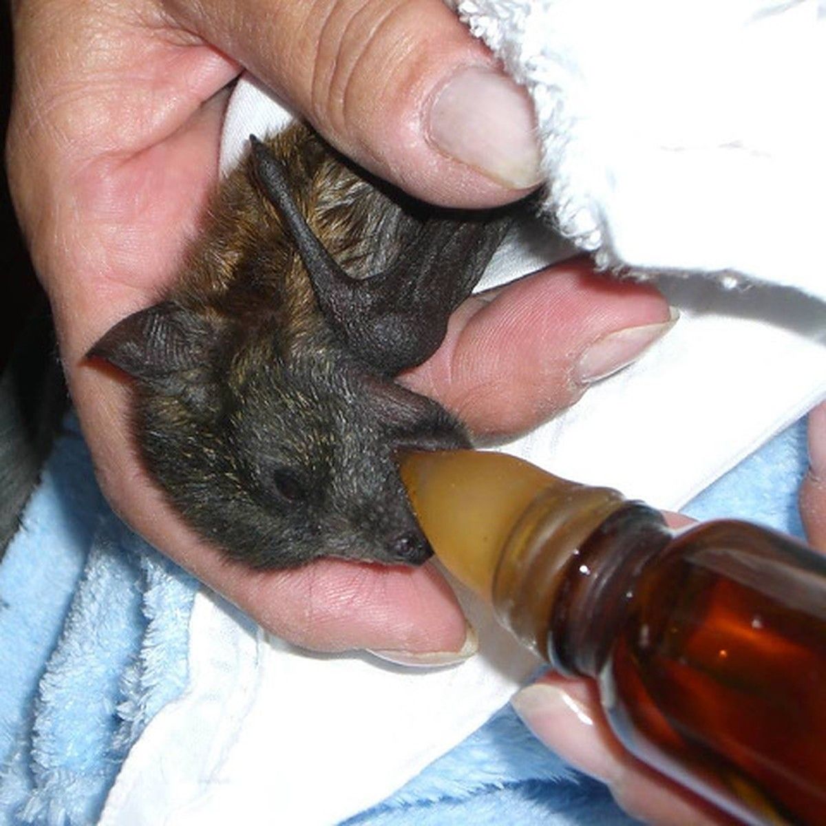  Flying-fox pup rescued from Northern NSW colony in care with WIRES 