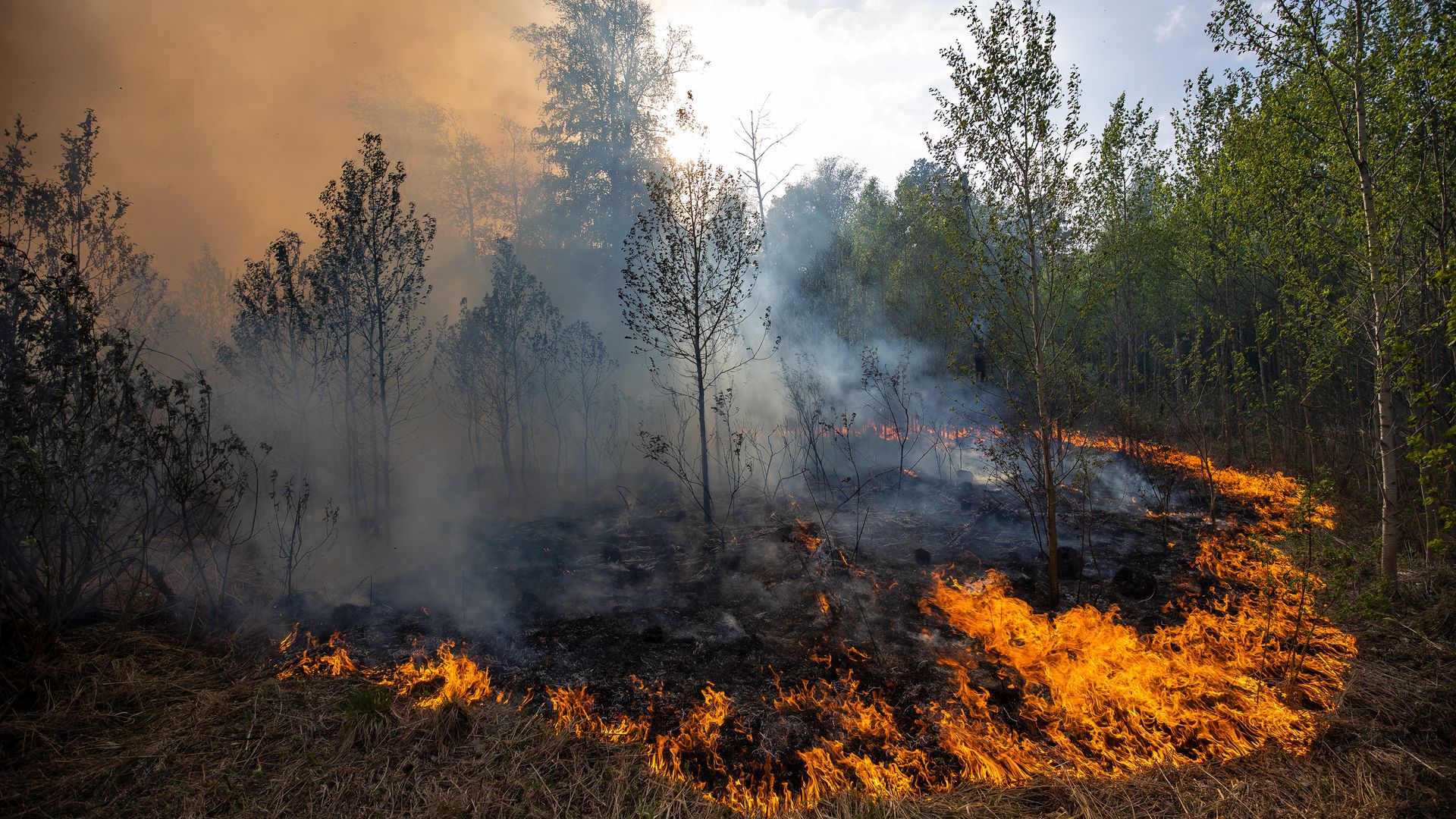 Flames burn in a forest, low to the forest floor.