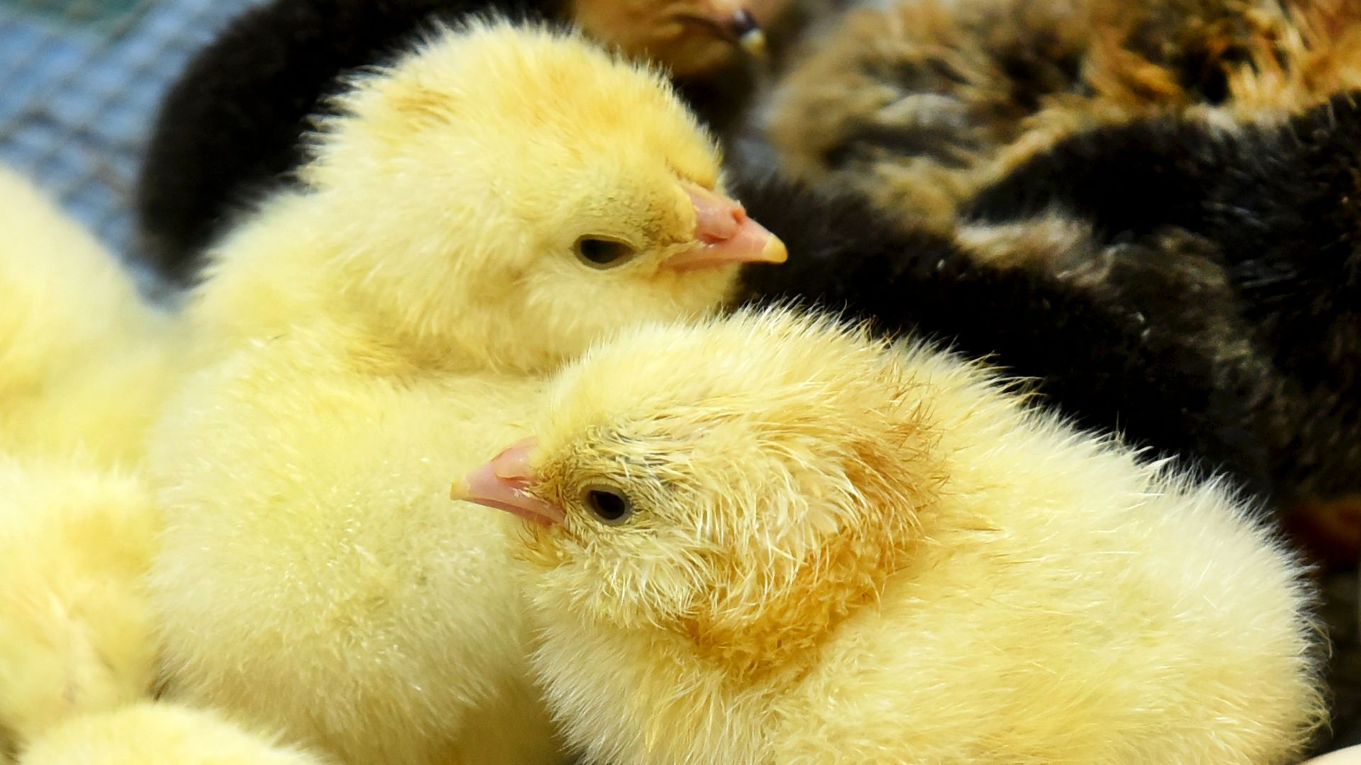 lil chicks