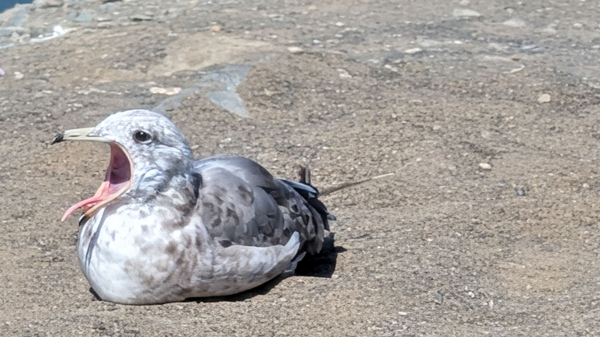 A gray and white seagull with mottled feathers is sitting on rough concrete with its beak wide open, as if yawning, with blue water in the background.
