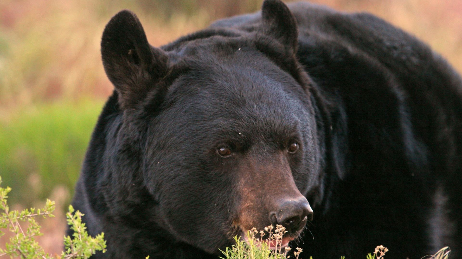 Close-up of a black bear with perky ears and brown eyes, tongue peeking out, among green shrubs with a soft, blurred autumn background.