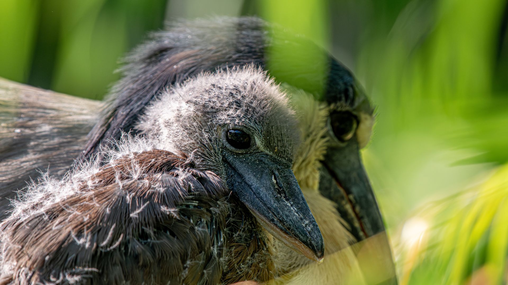 Photo of two Boat-billed herons. 