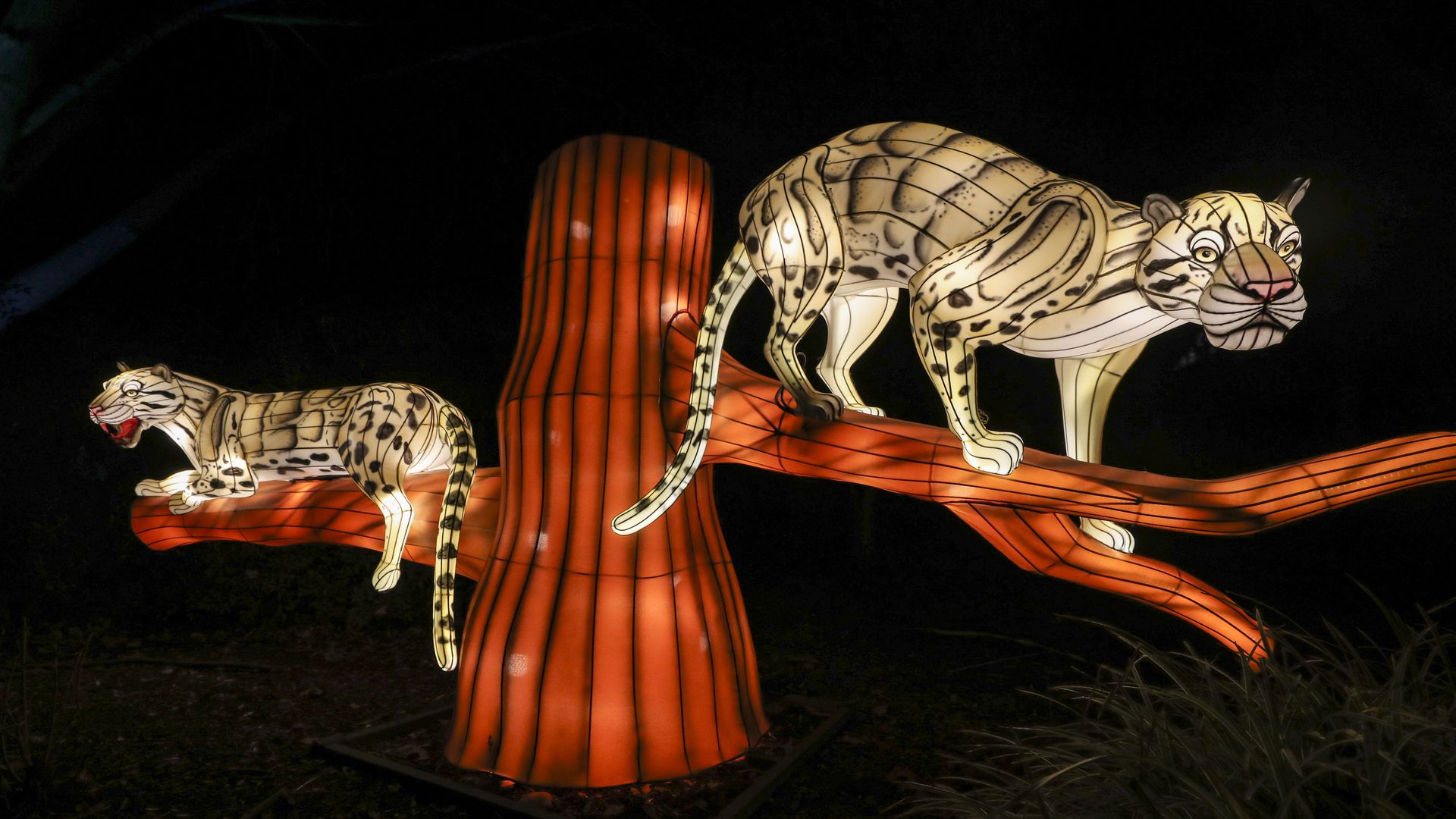 Two jaguars in a tree at Zoo Lights 