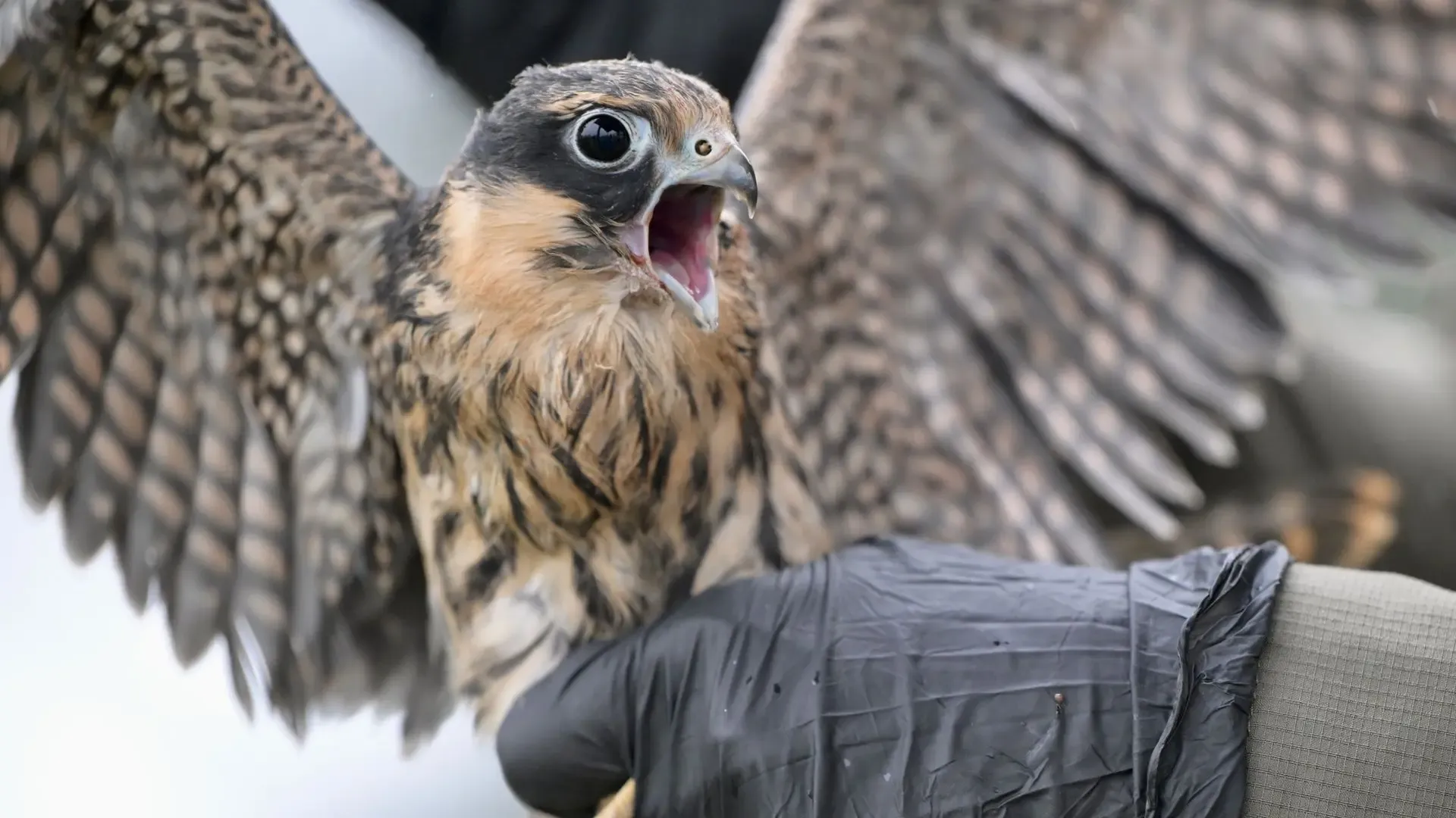 A falcon chick
