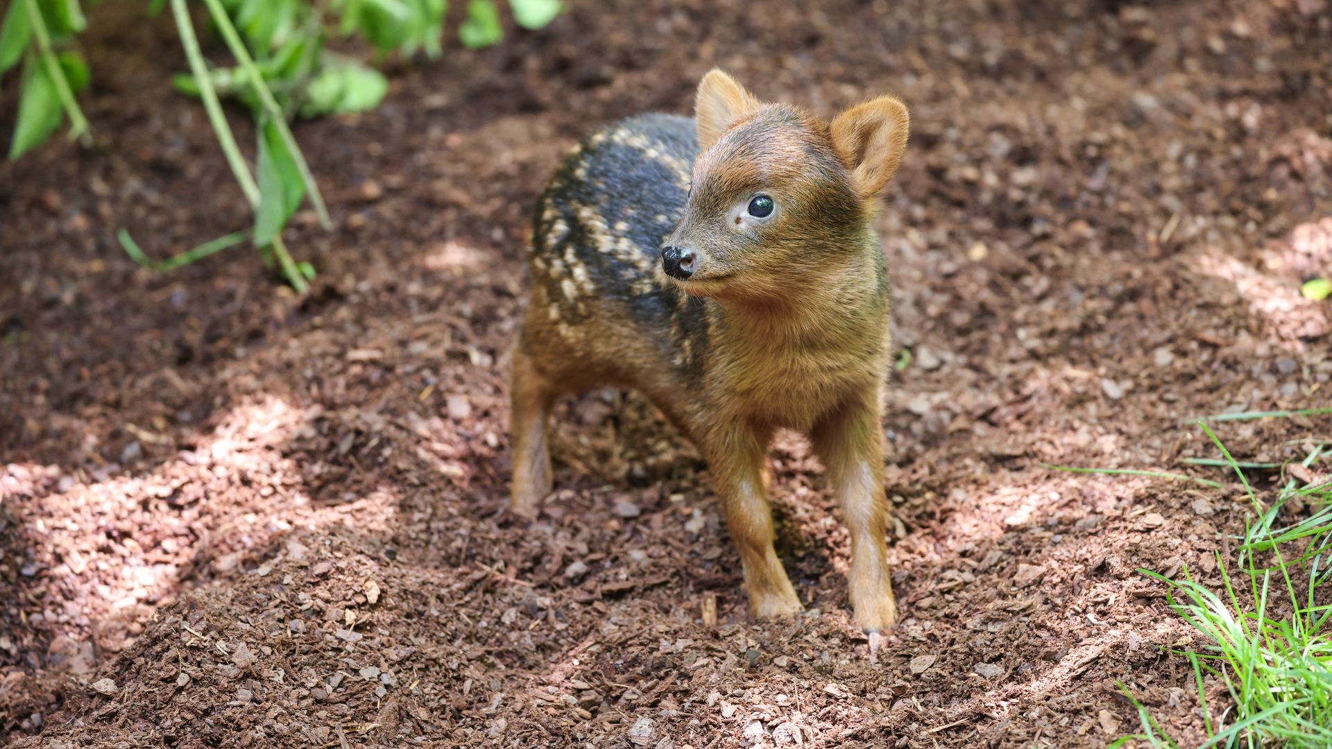 A small animal that looks like a mix between a deer and a chipmunk.