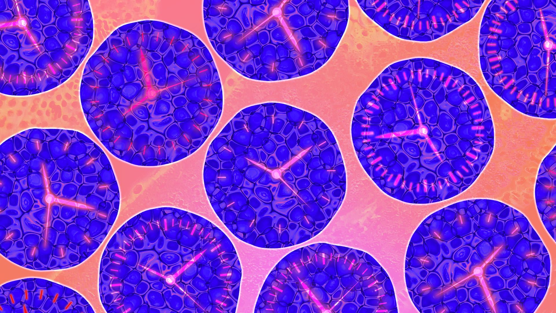 Illustration of a collection of cells with different clock faces in for nuclei 