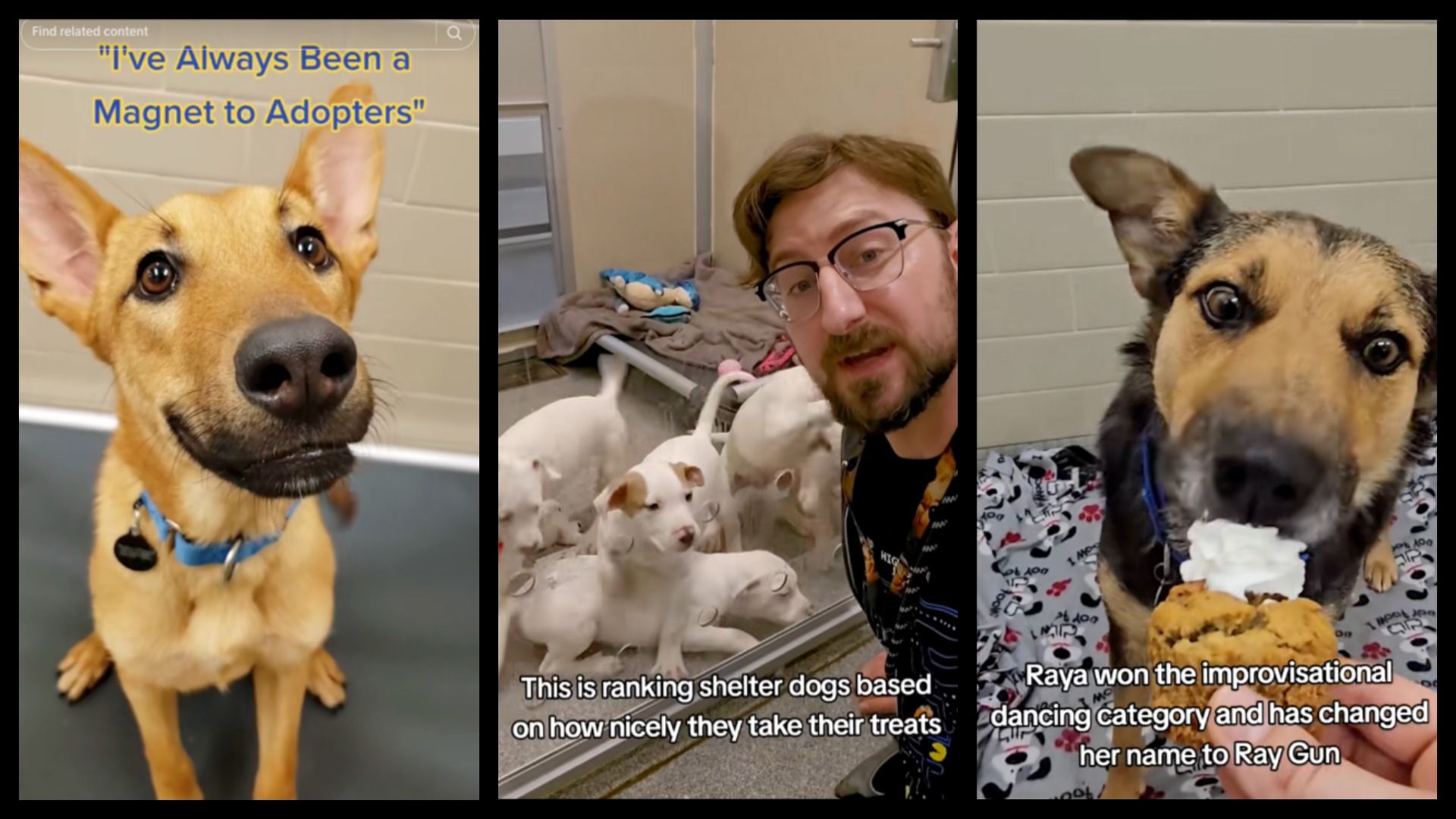 Three screenshots from funny dog videos posted by Seattle Humane on TikTok. 