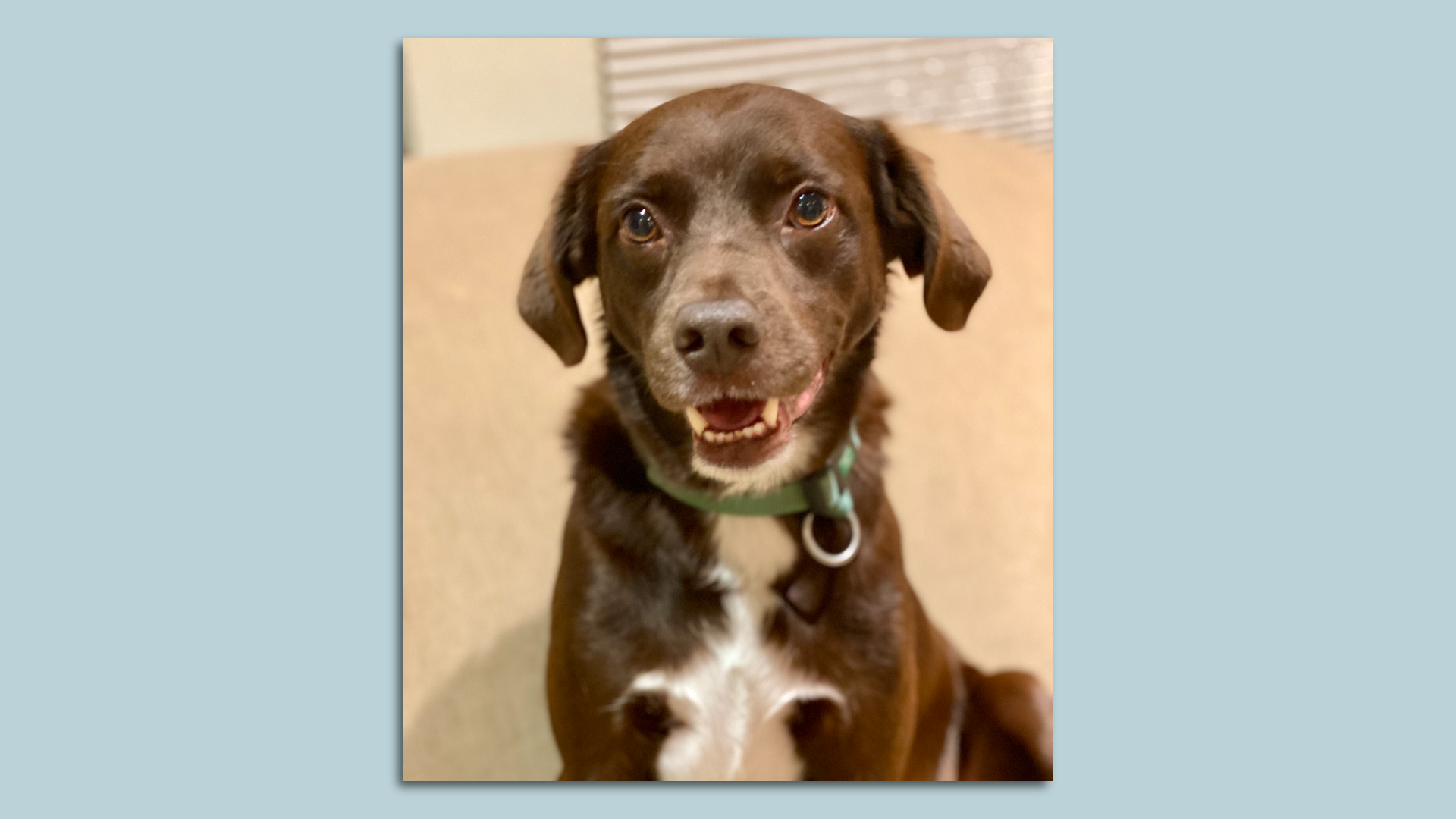 A brown dog with very fuzzy ears and white chest hair looks at the camera with his mouth open, appearing to smile.