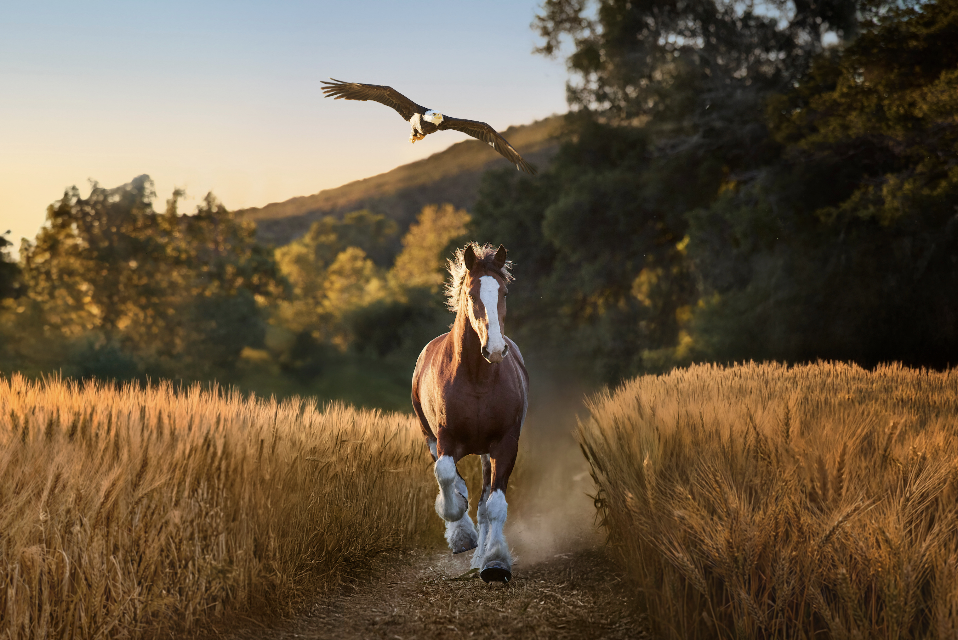 Budweiser's "American Icons" Super Bowl commercial.