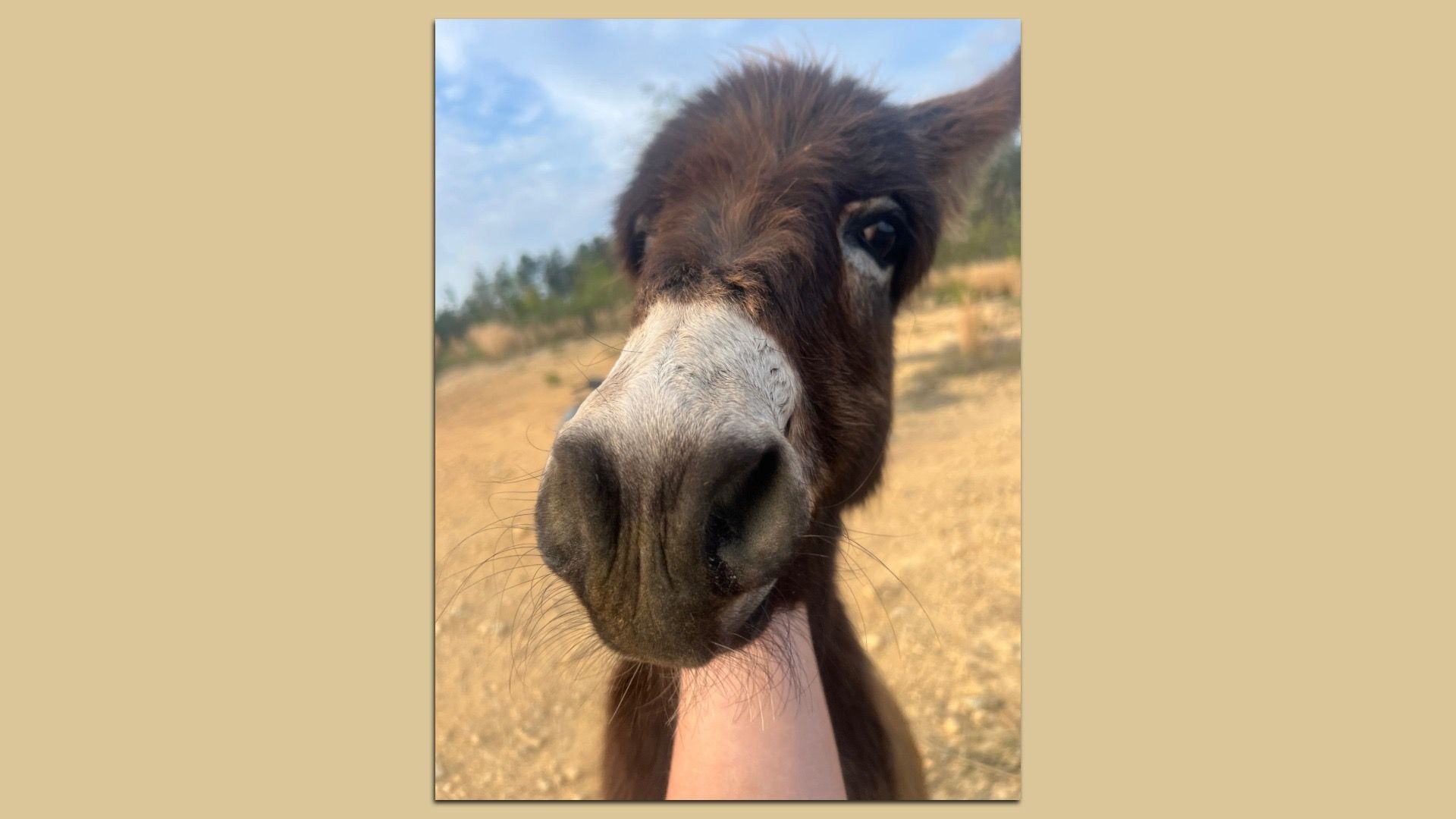 Close-up of a brown donkey with a white snout, held by a hand. Outdoors on a sunny day with a blue sky and a dry, sandy field in the background.