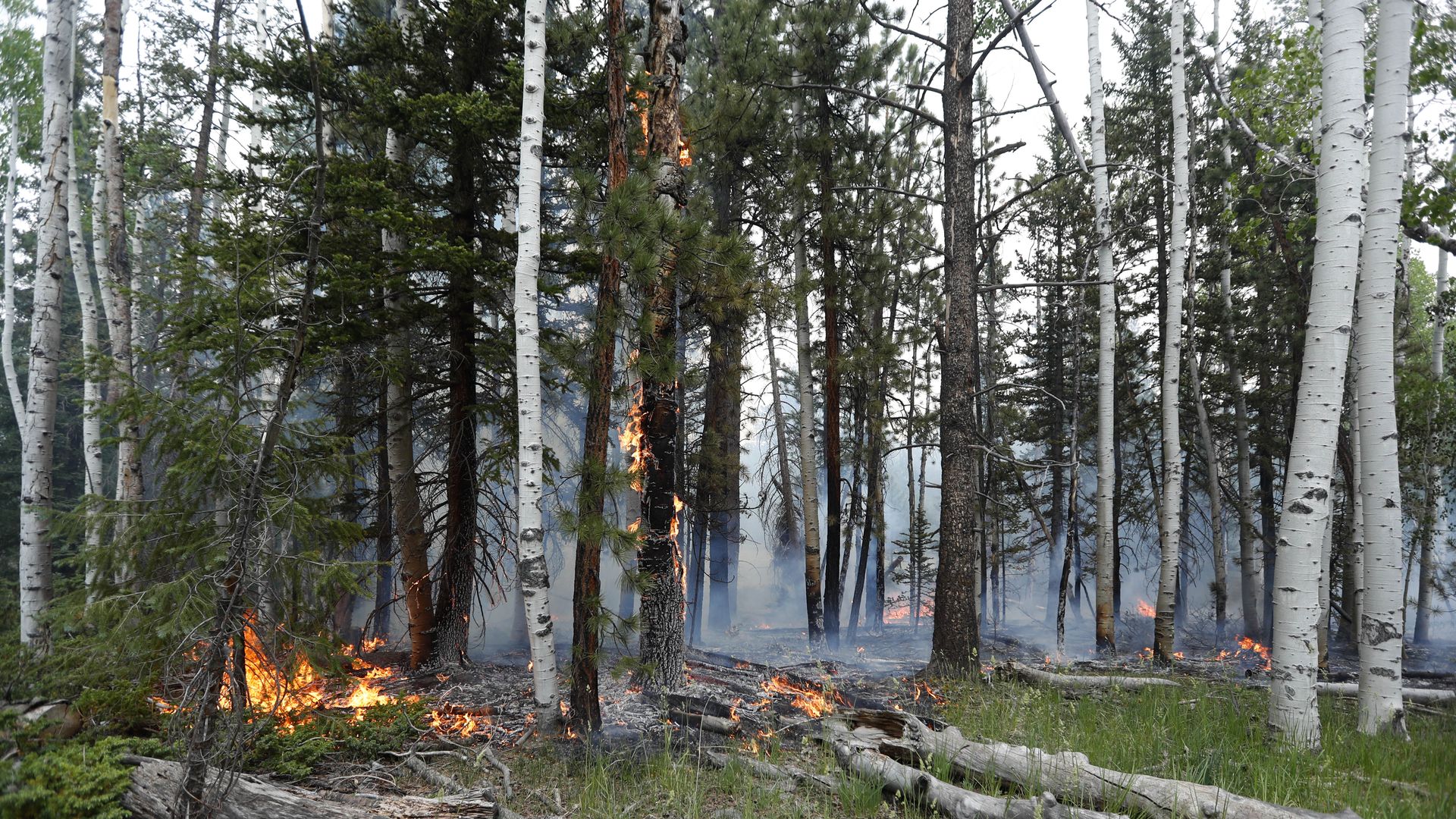 A fire burns through a Utah forest.