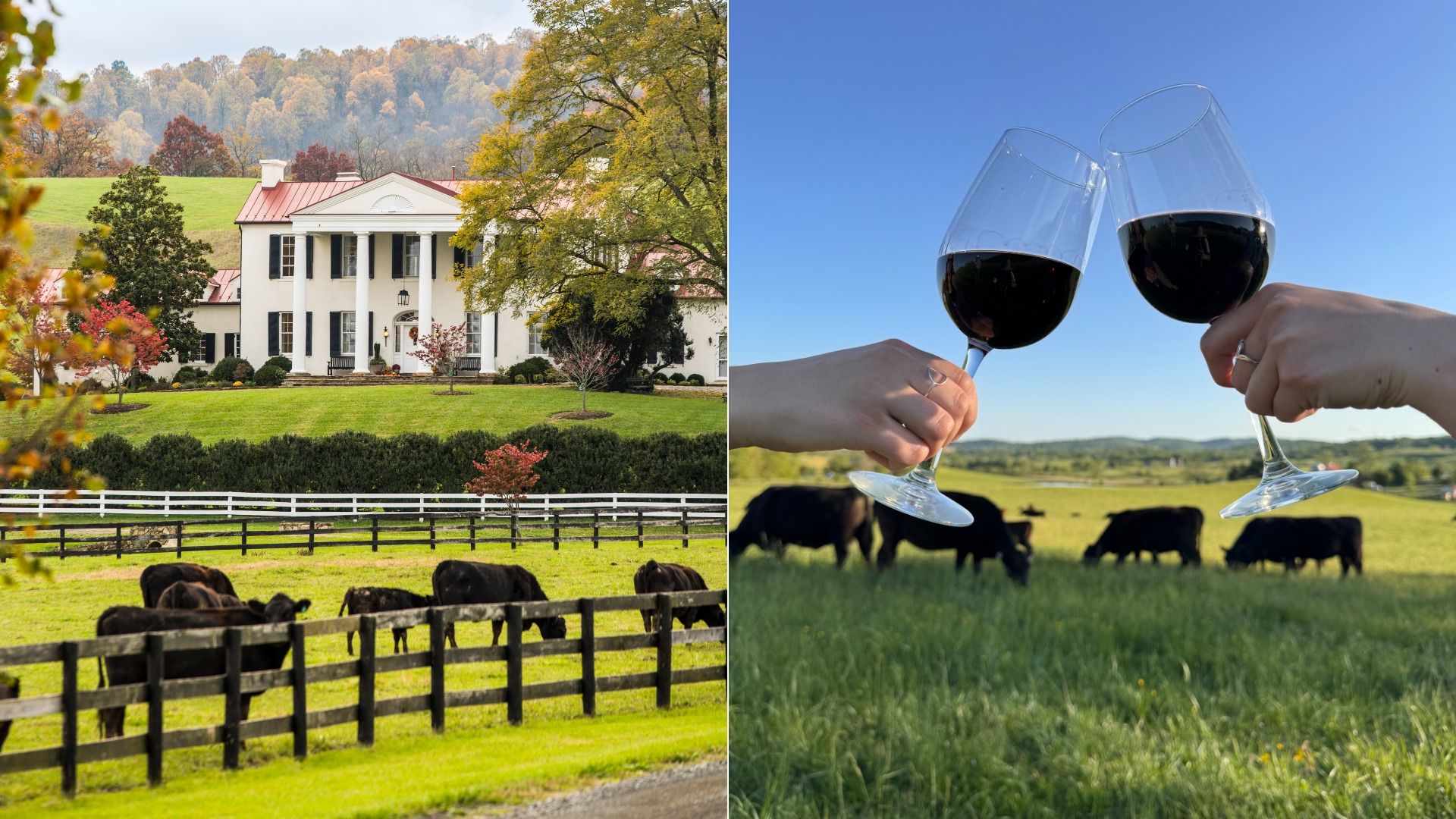 Split-screen: left shows a white colonial house with a red roof, green lawn, and a fence with grazing cows; right shows two hands toasting with red wine glasses in a meadow with cows under a blue sky.