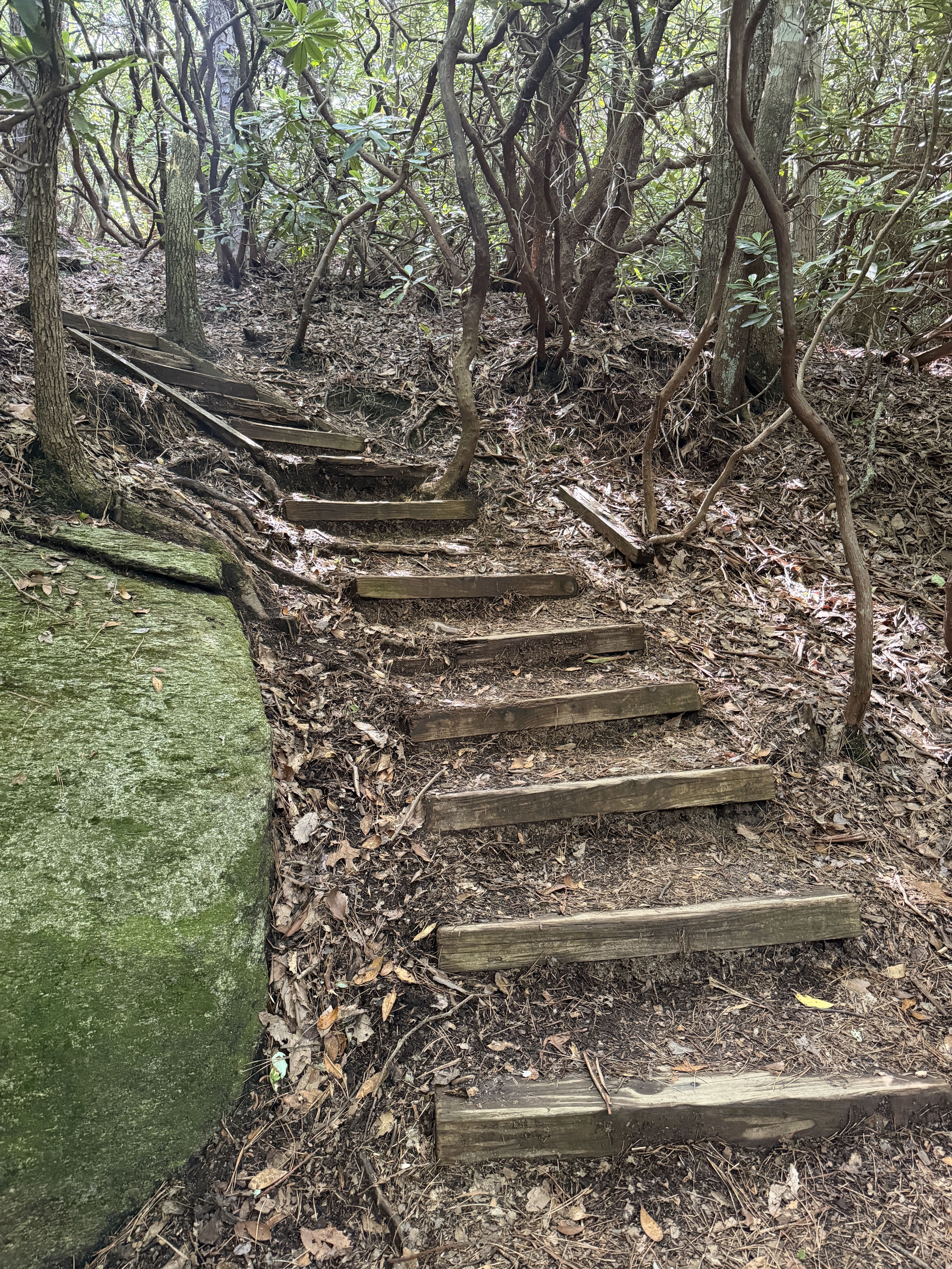 Dense forest with a weathered wooden staircase winding up through twisting trunks. Leaves litter the ground; a mossy rock sits to the left as sunlight filters through the canopy.