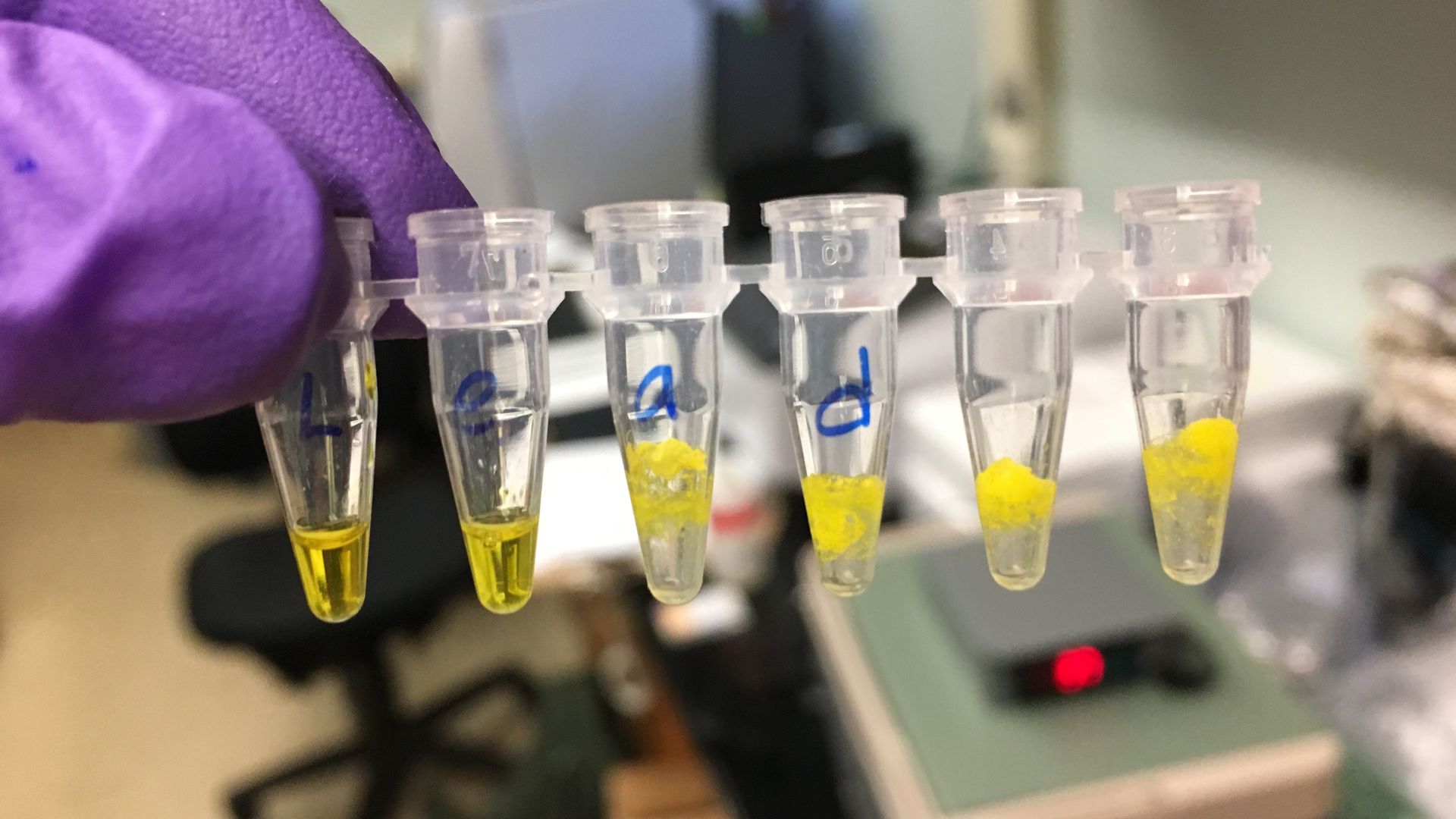 A photo of Northwestern University's synthetic biology water contamination test
