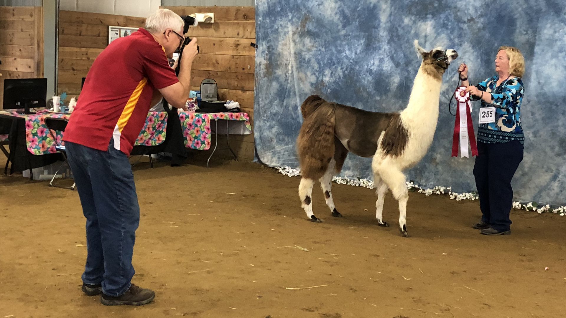 A man photographs a woman with her prize-winning llama.