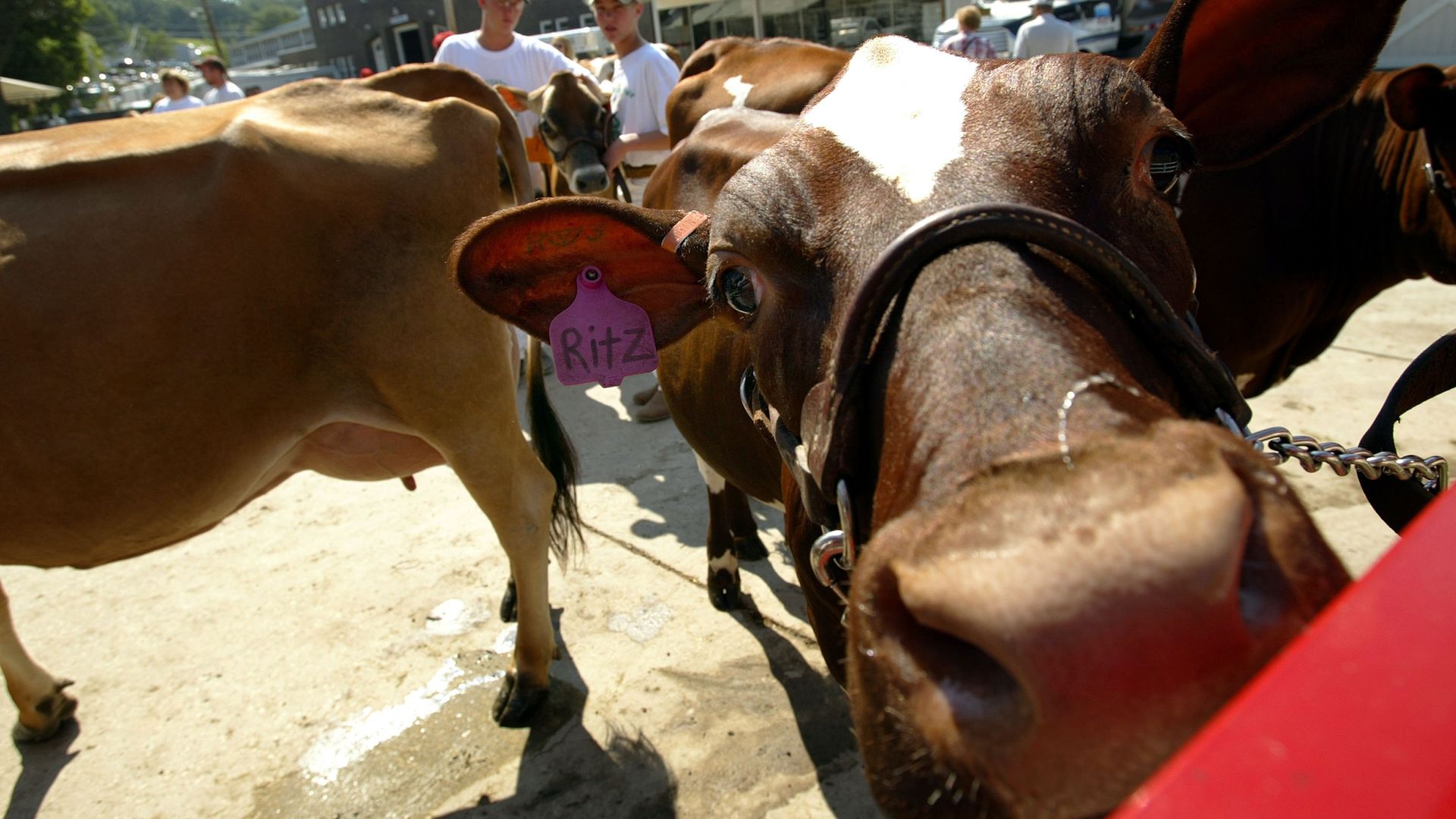 A photo of a cow.