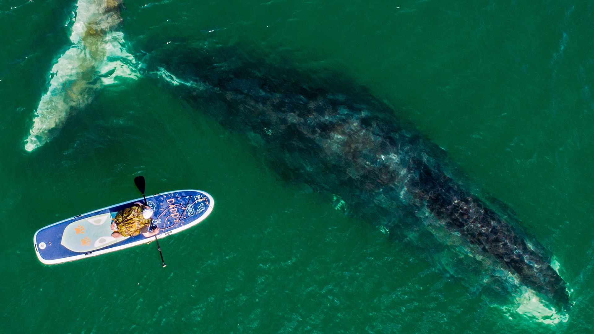 Photo of an aerial view showing a kayaker with a right whale right underneath the water 