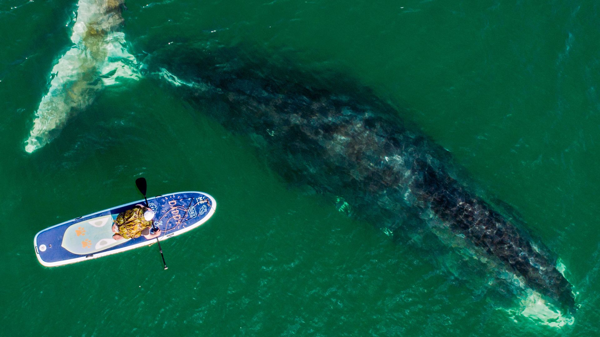 Photo of an aerial view showing a kayaker with a right whale right underneath the water