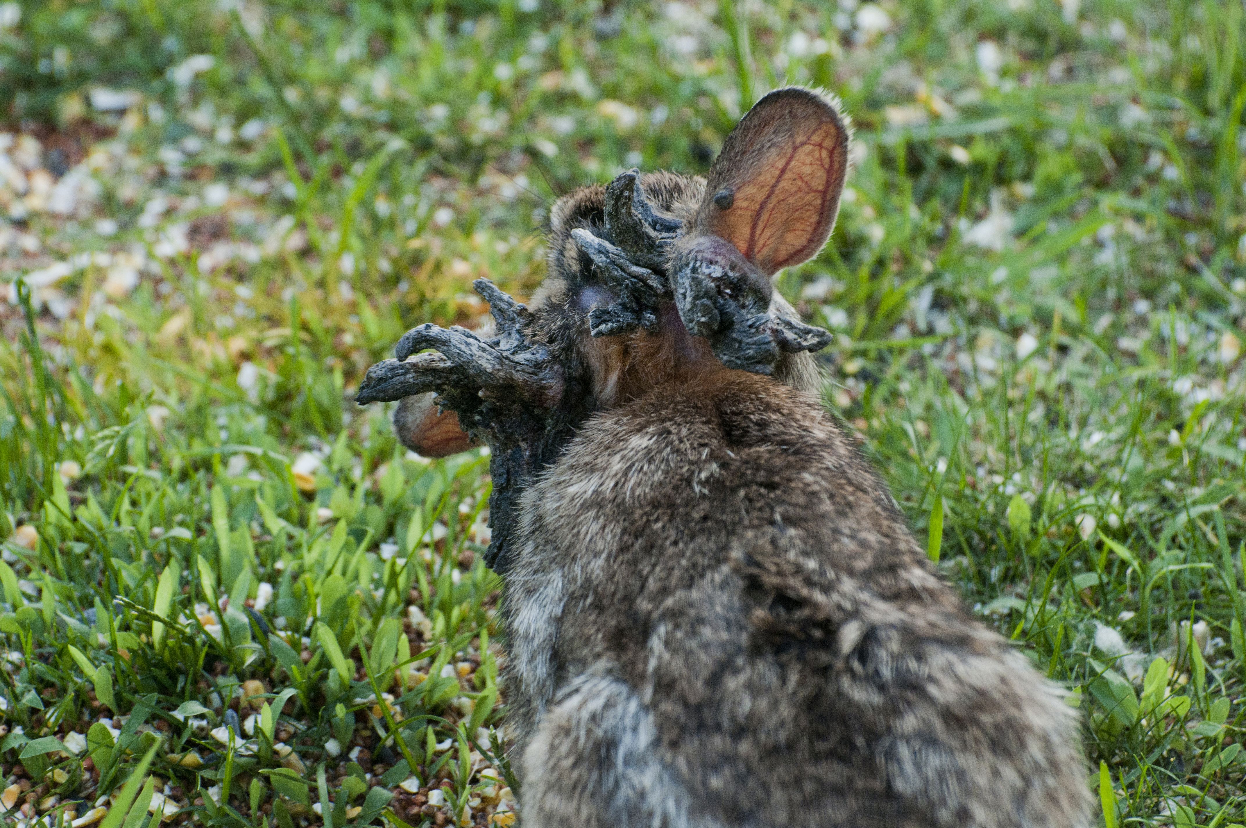 Rear view of a brown rabbit with unusual, large, dark, fungal growths on its head among green grass and small white flowers.