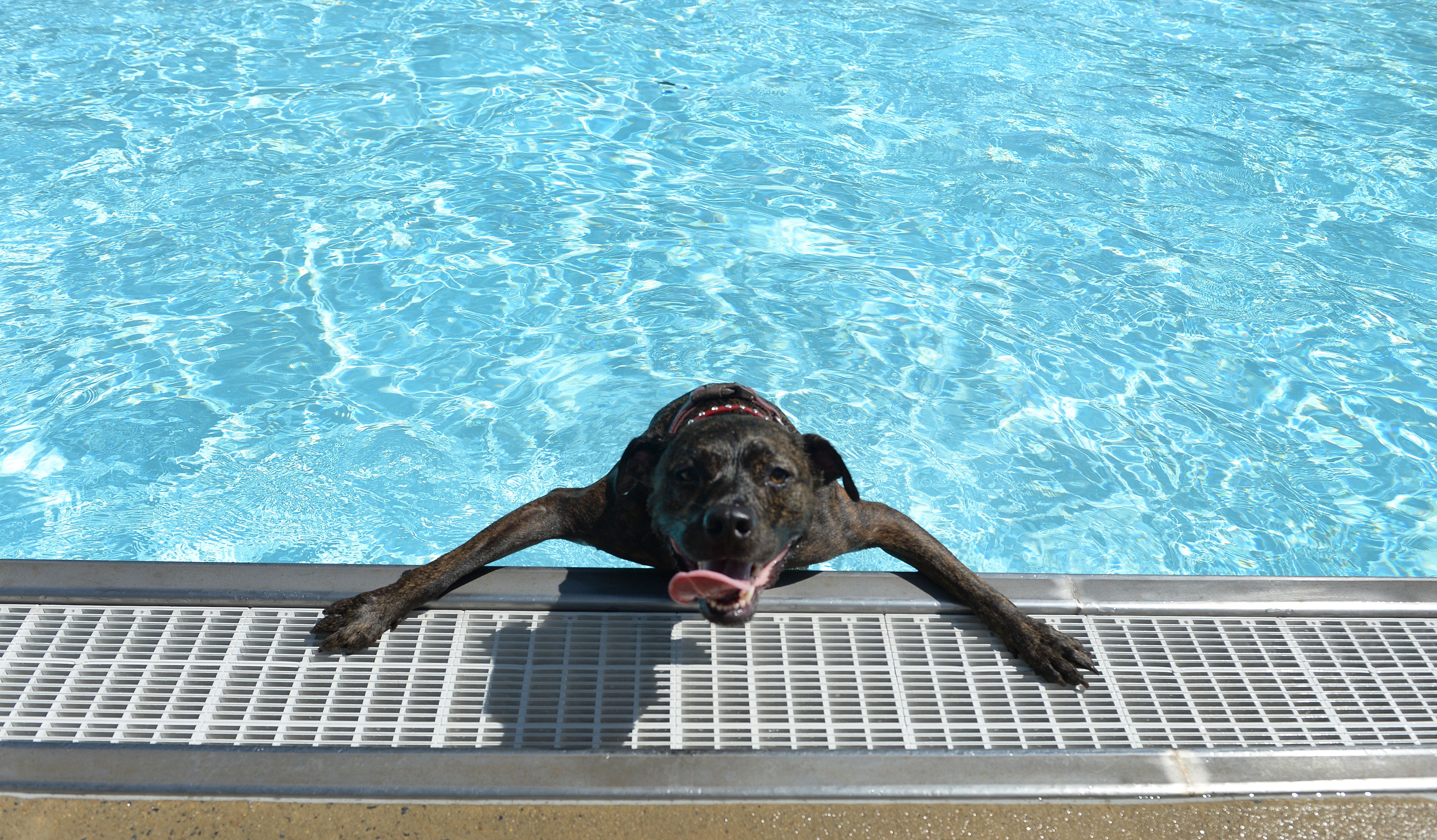  Sassy, a four year old mix breed, takes a break from swiming during the fifth annual Doggie Day swim at Upshur Pool on Arkansas Avenue in Northwest Washington.The event which allows dogs to swim in the pools before they are drained for the winter s sponsored by the D.C. Department of Parks and Recr