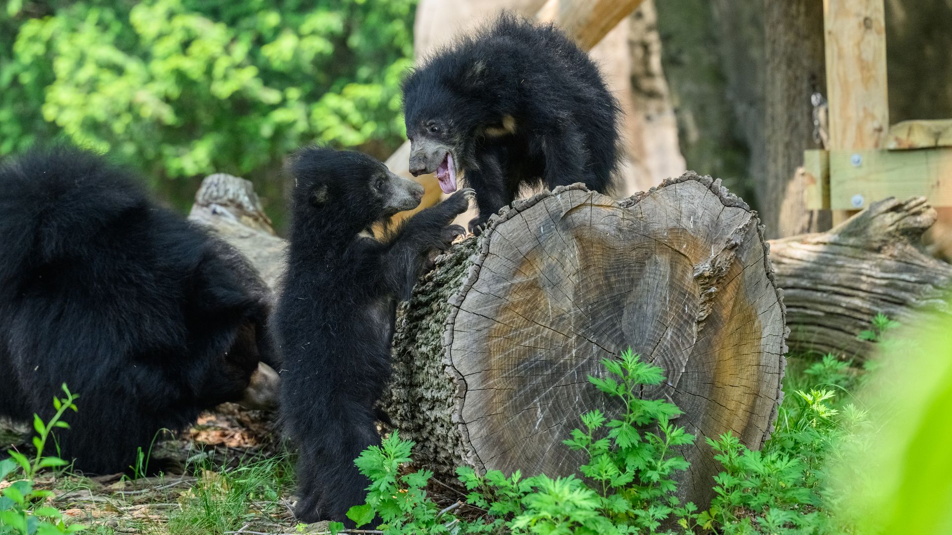 Two black bear cubs playing on a large tree stump in a fenced wooden enclosure, with bright green foliage in the background.