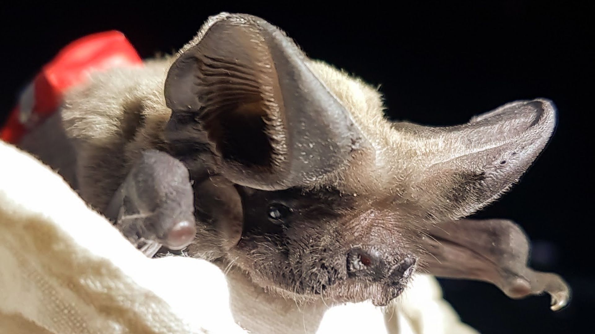 A bat with a GPS tag on its back