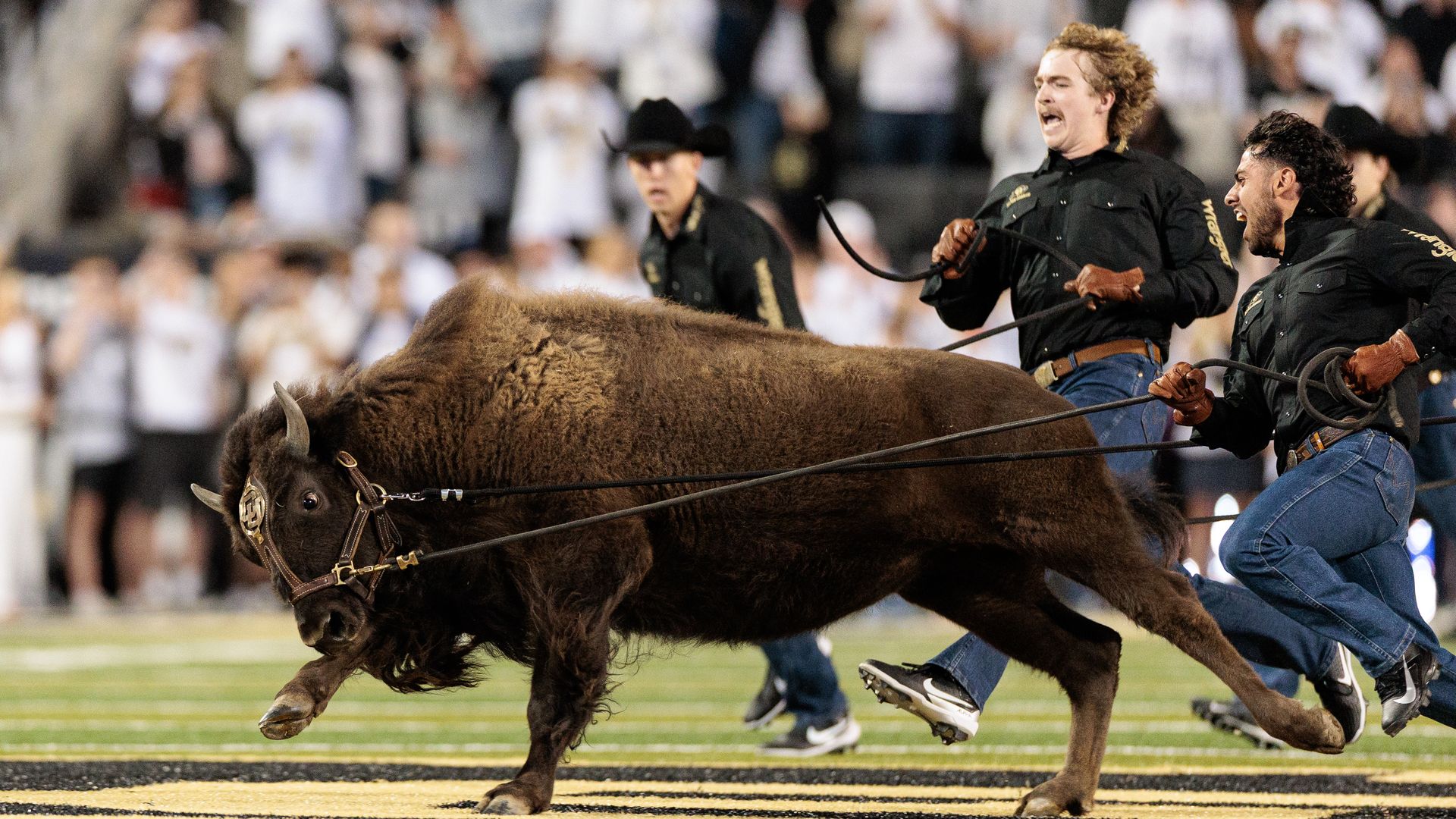 A brown bison on a football field is being led by three men in black shirts, blue jeans, and brown gloves holding ropes, with a crowd in the background.