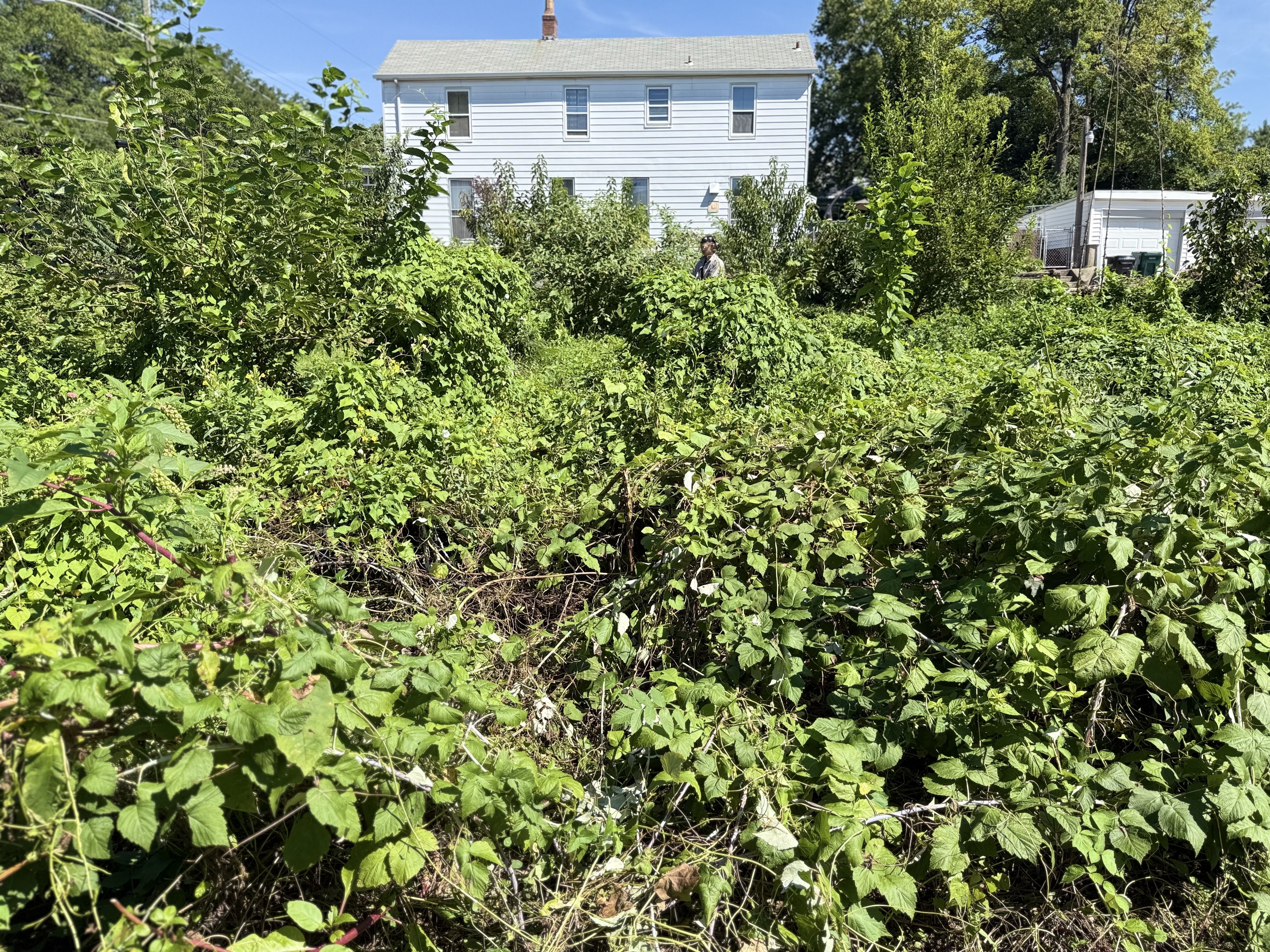 Overgrown front yard with dense green bushes and vines; a white two-story house with several windows sits in the background, a person stands among plants near a detached garage under a blue sky.
