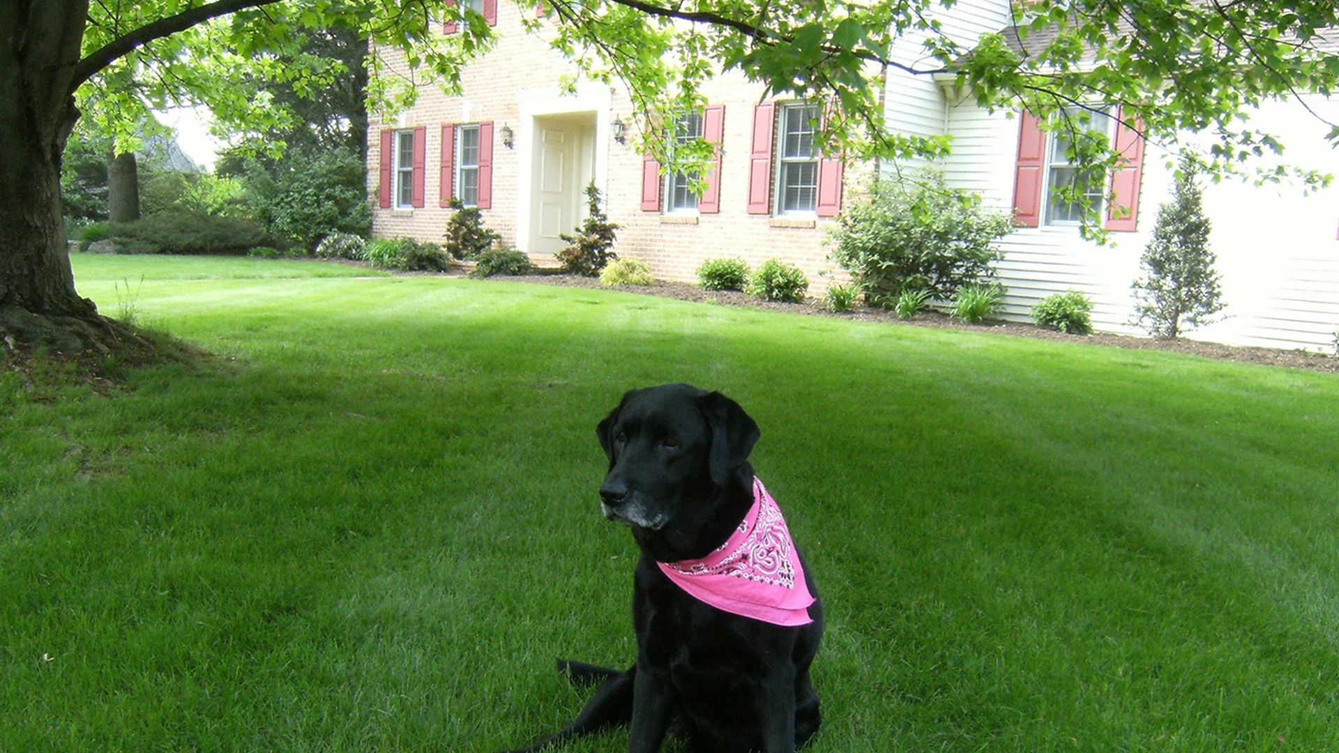 black-lab