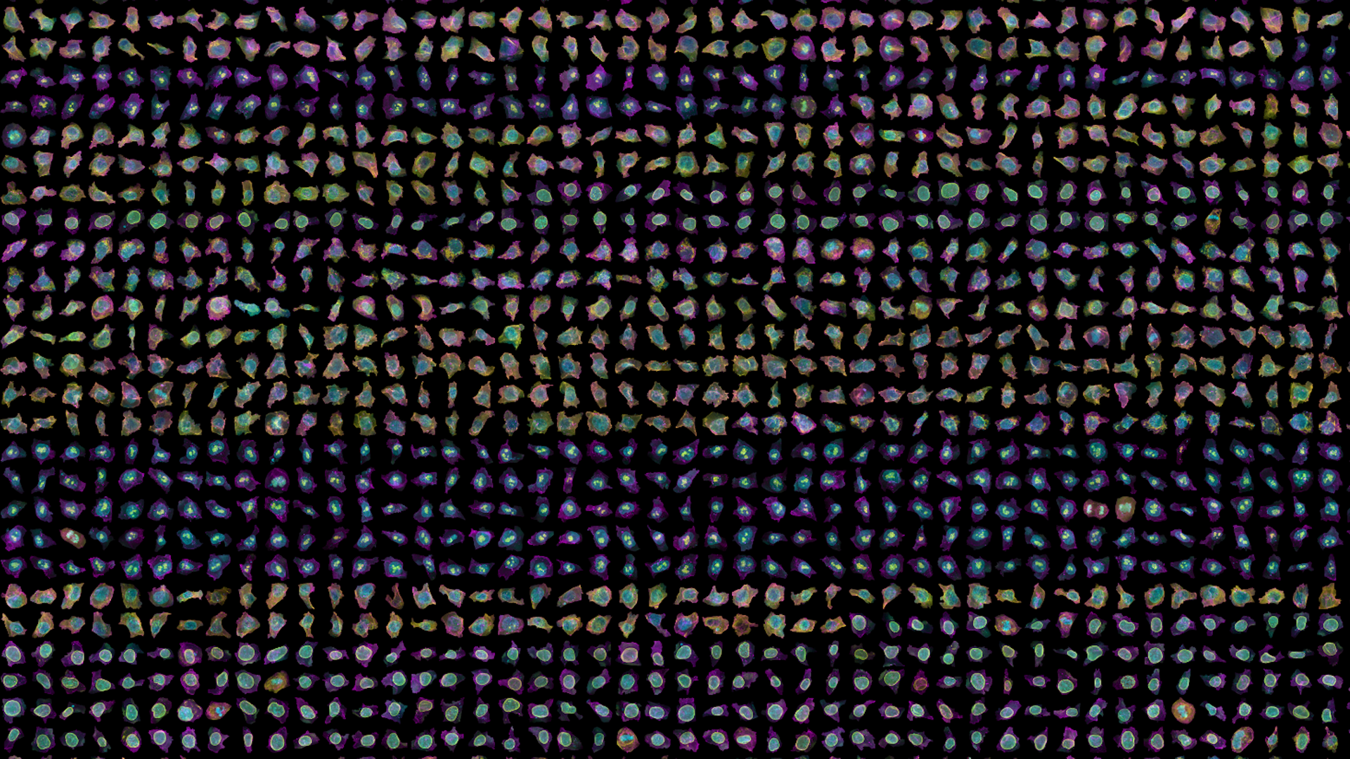 Fluorescent-labeled cells used to train the models. Image: Allen Institute for Cell Science