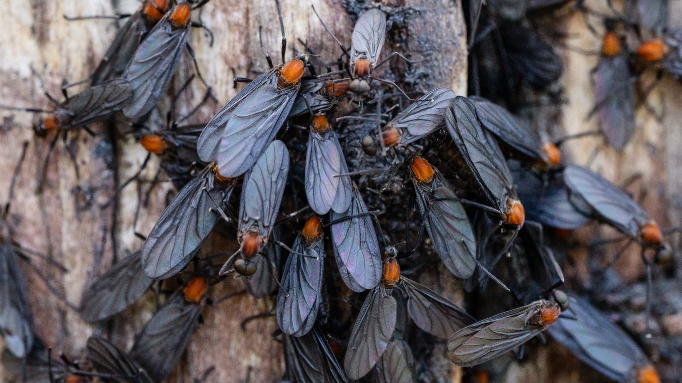 Lovebugs are back with a vengeance