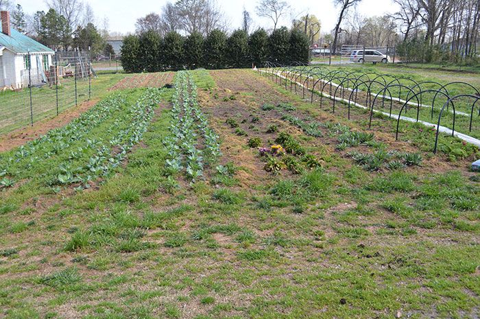 crops-at-renfrow-farms
