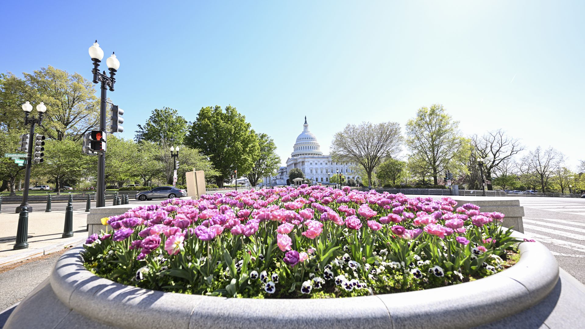 Tulips near U.S. Capitol