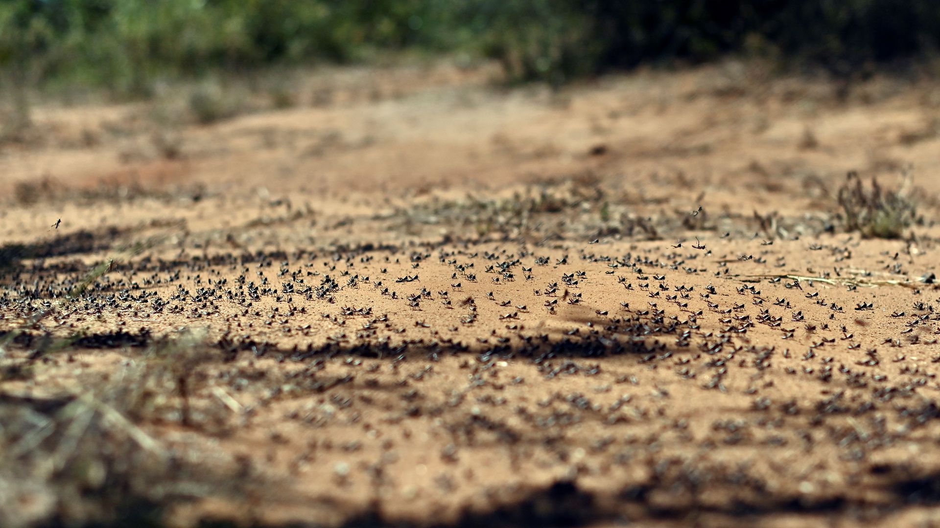 Locusts.