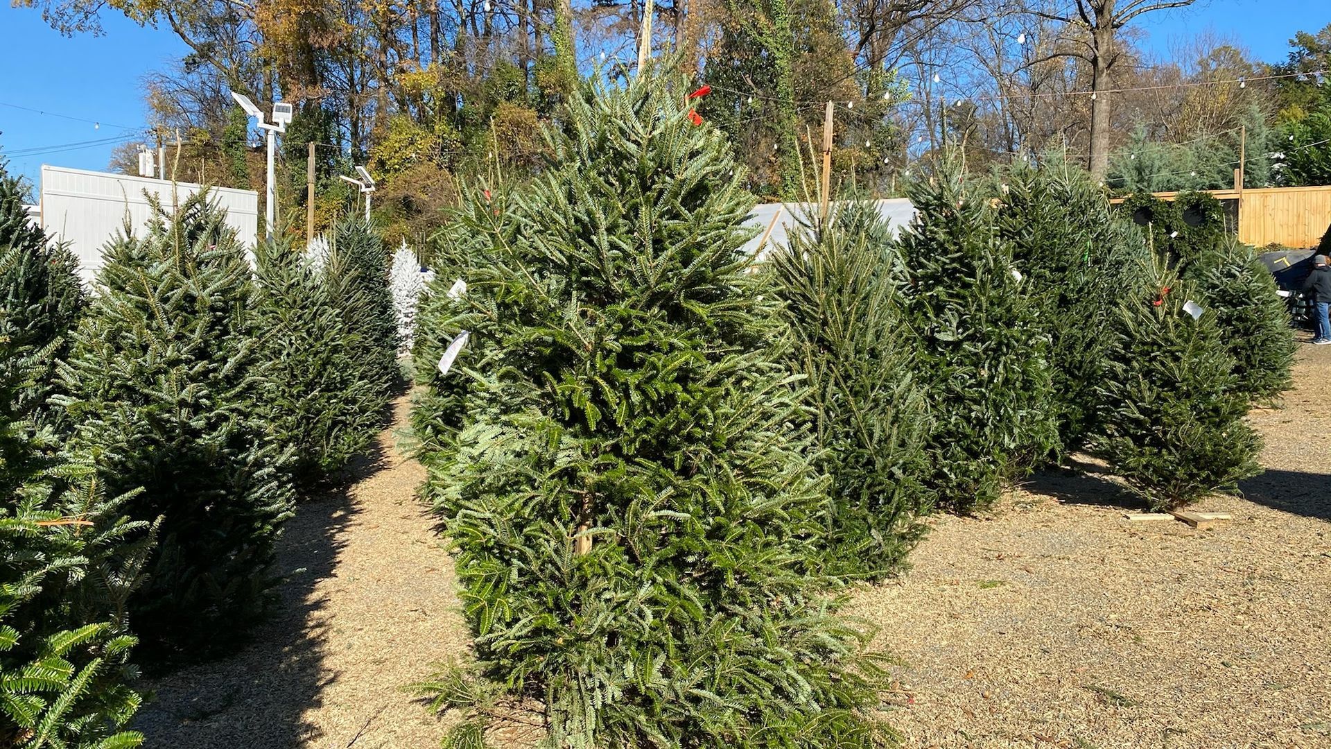Christmas trees
