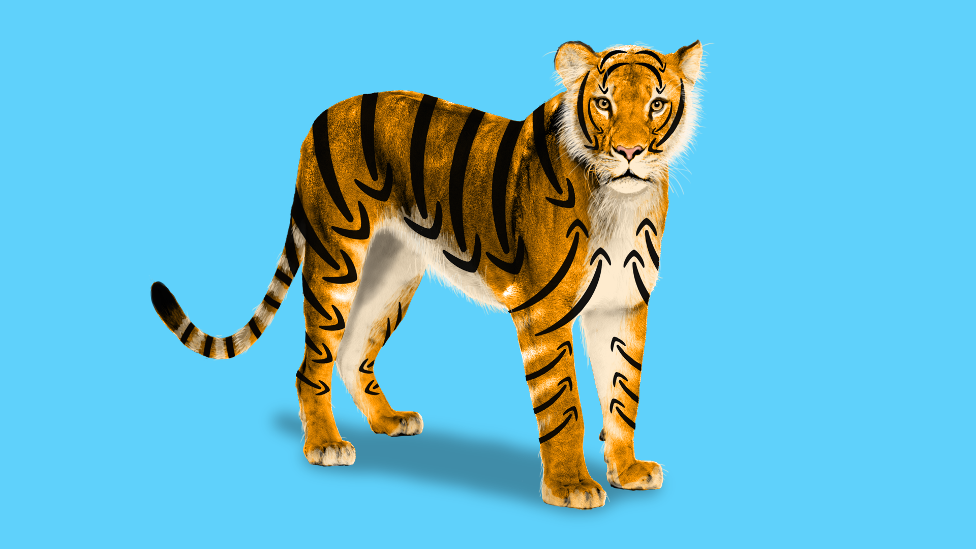 illustration of a tiger with the amazon arrow logo for its stripes
