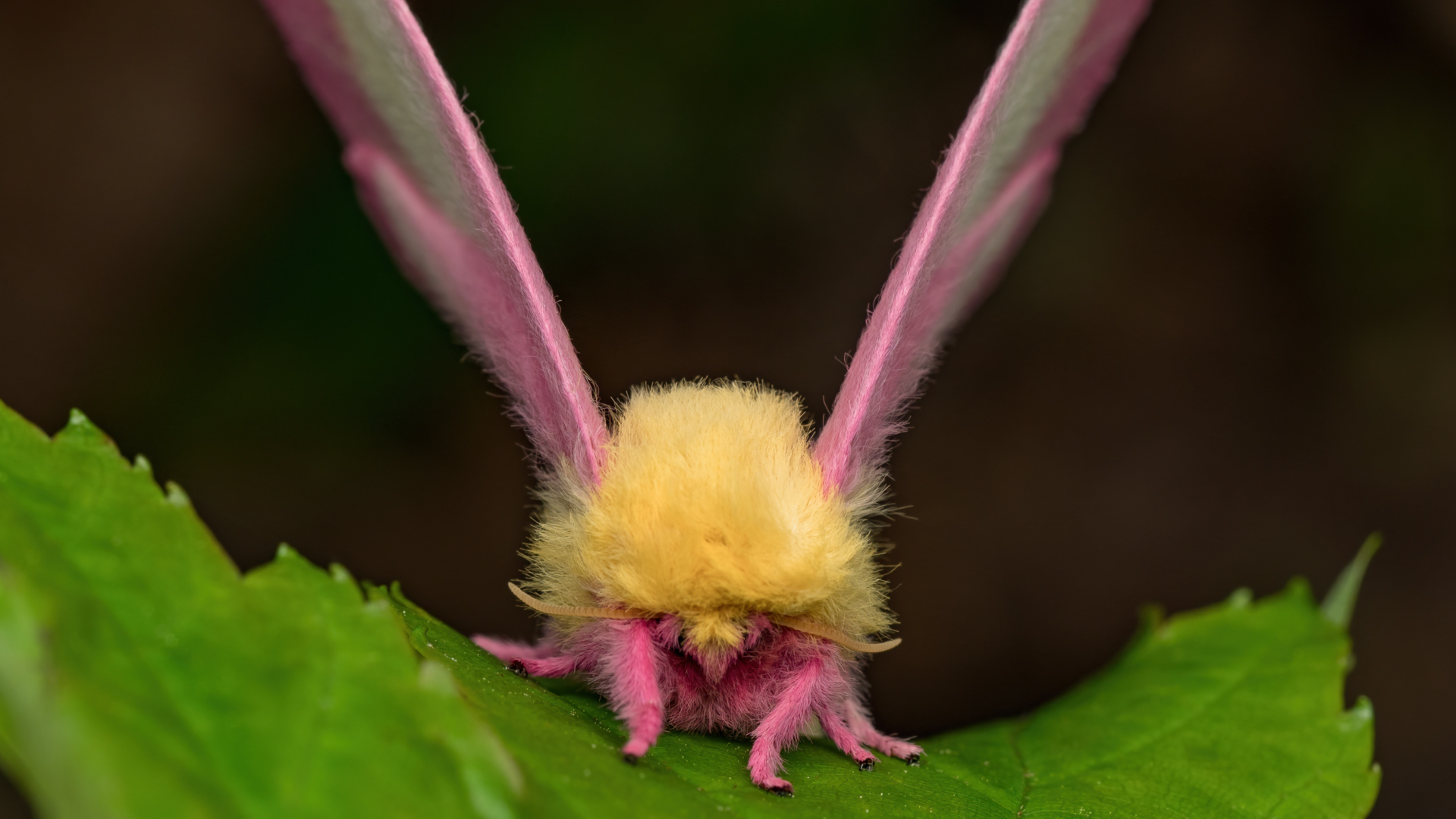 Rosy maple moth