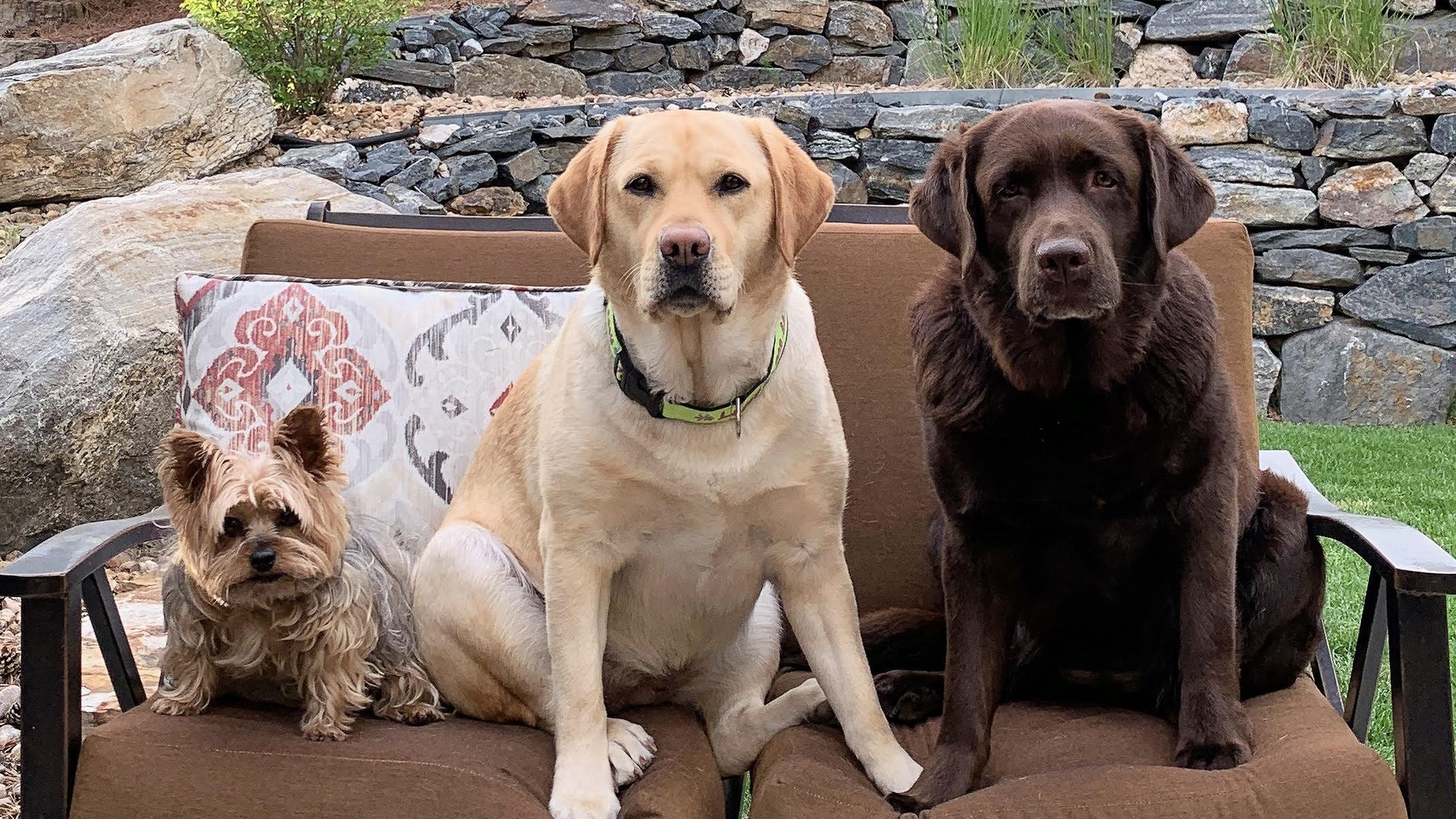 A photo of three dogs -- two labs and a yorkie -- sitting on a couch outside